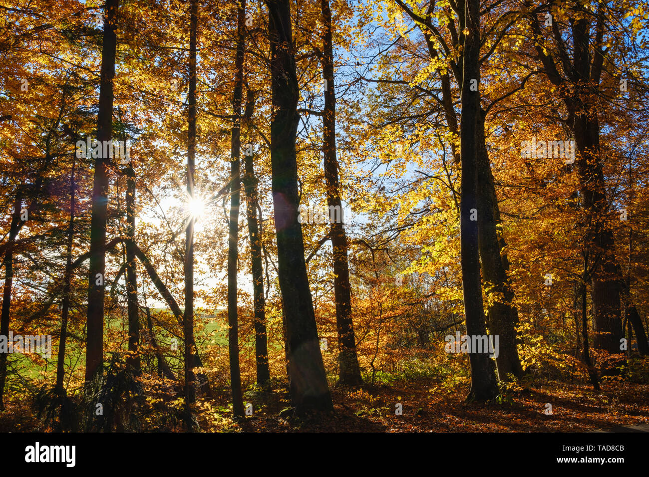 Deutschland, Bayern, herbstlichen Buchenwälder in der Sonne in der Nähe von Dietramszell Stockfoto