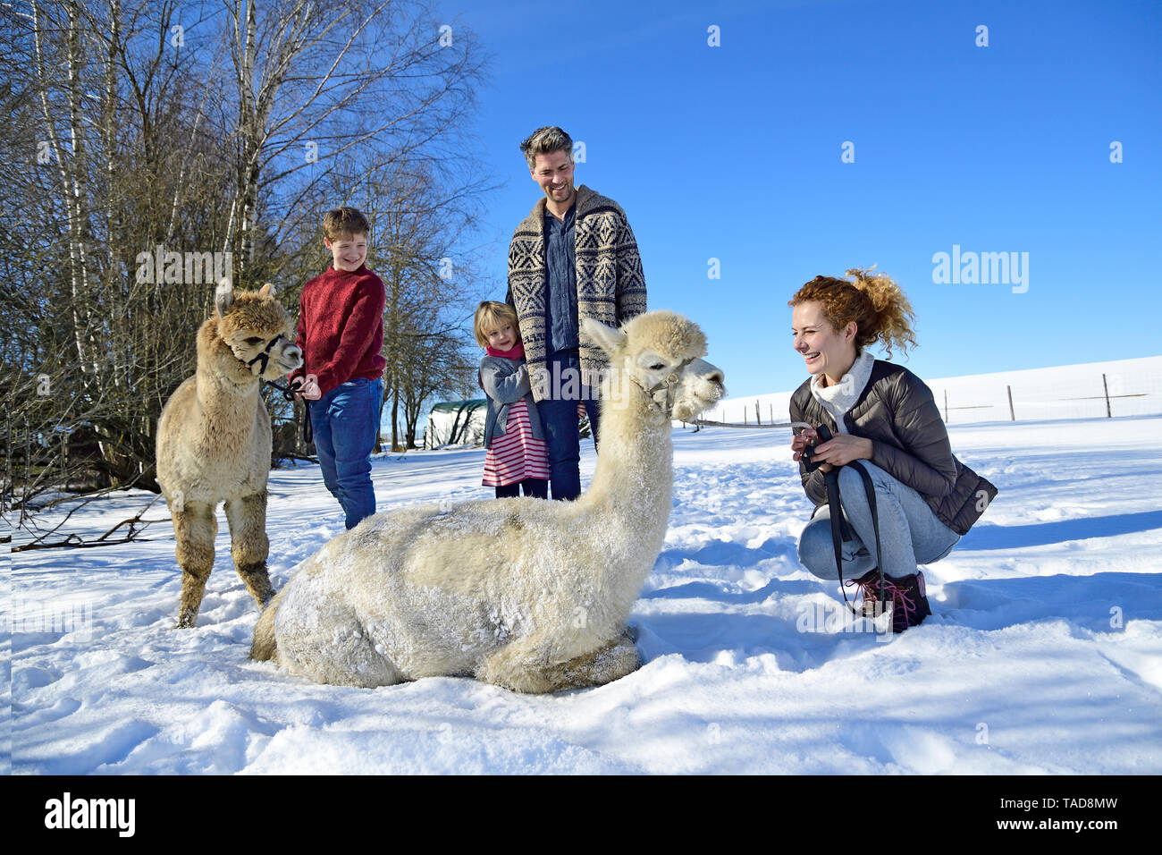 Familie mit Alpakas auf einem Feld im Winter Stockfoto