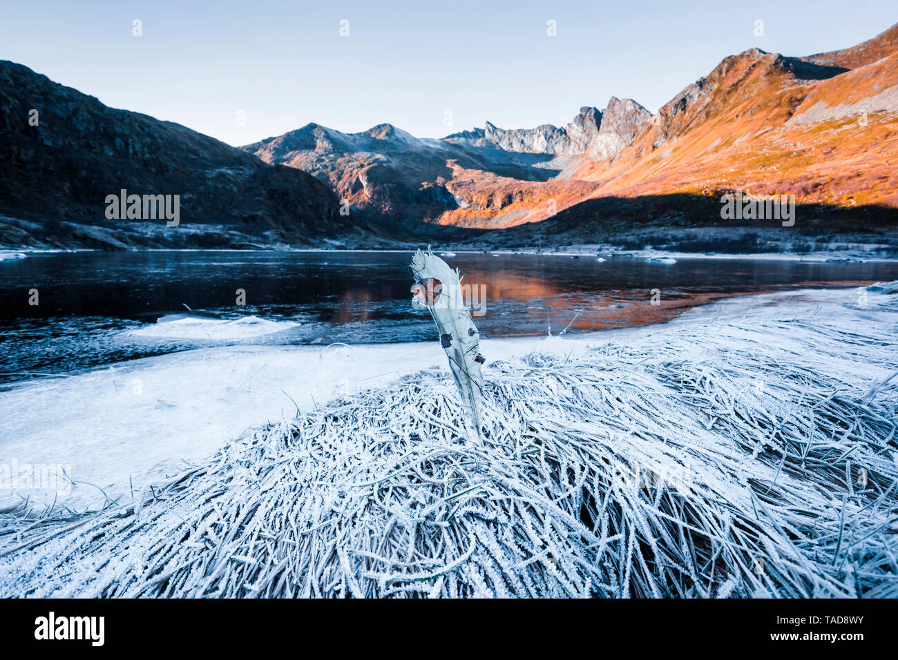 Norwegen, Lofoten, gefroren Feder im Water's Edge Stockfoto