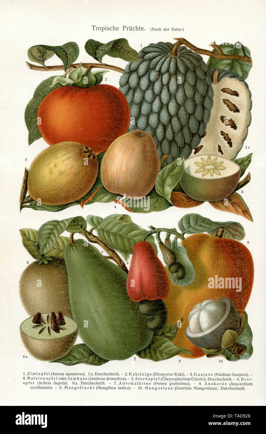 Tropische Früchte: Cinnamon Apple (Anona squamosa). 1a. Abschnitt, 2. persimmon Abb. (diospyros Kaki). 3. Guajave (psidium Guajava). 4. Malay Apple oder jambuse (Syzygium malaccense Syn. Jambosa domestica). 5. star Apple (Chrysophyllum Cainito), Durchschnitt. 6. Achras Sapota. 6a. Abschnitt 7. Advocate Birne (Persea Gratissima). 8. anacard (Anacardium occidentale). 9. Obst Mango (Mangifera indica). 10. mangostane (Garcinia mangostana), Abschnitt, (Wirtschaft Buch, 1915) Stockfoto