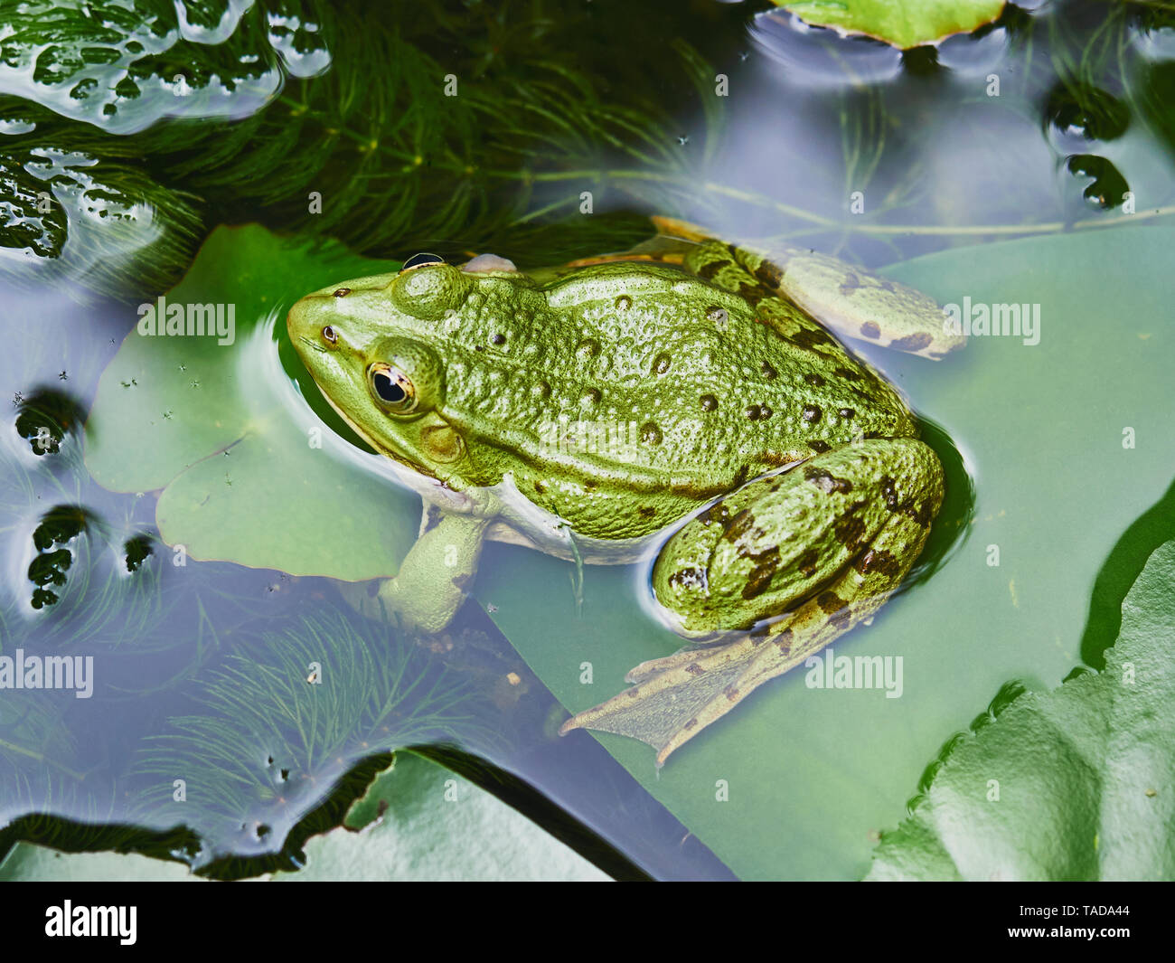 Pool Frosch im Teich Stockfoto