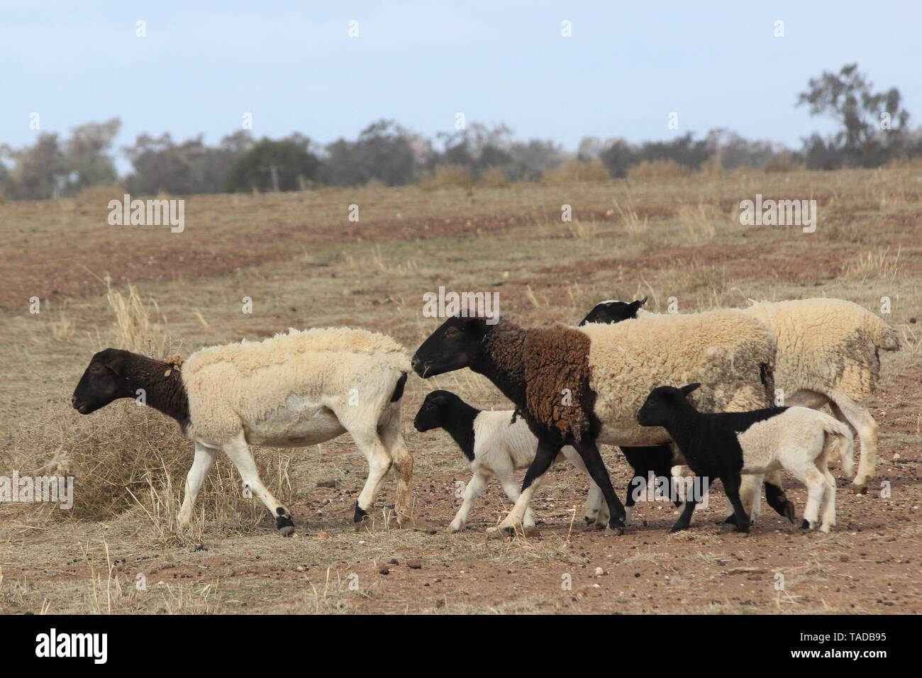 Bunten Schafe mit Lämmern in Dürre in NSW Australien Stockfoto