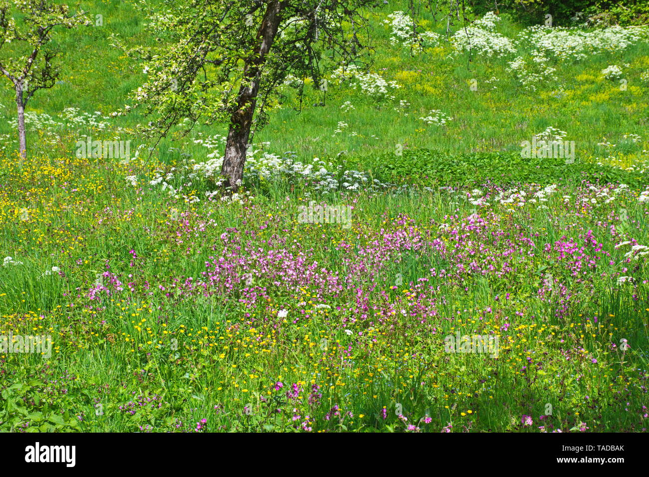 Grüne Wiese mit Blumen und Bäumen Stockfoto