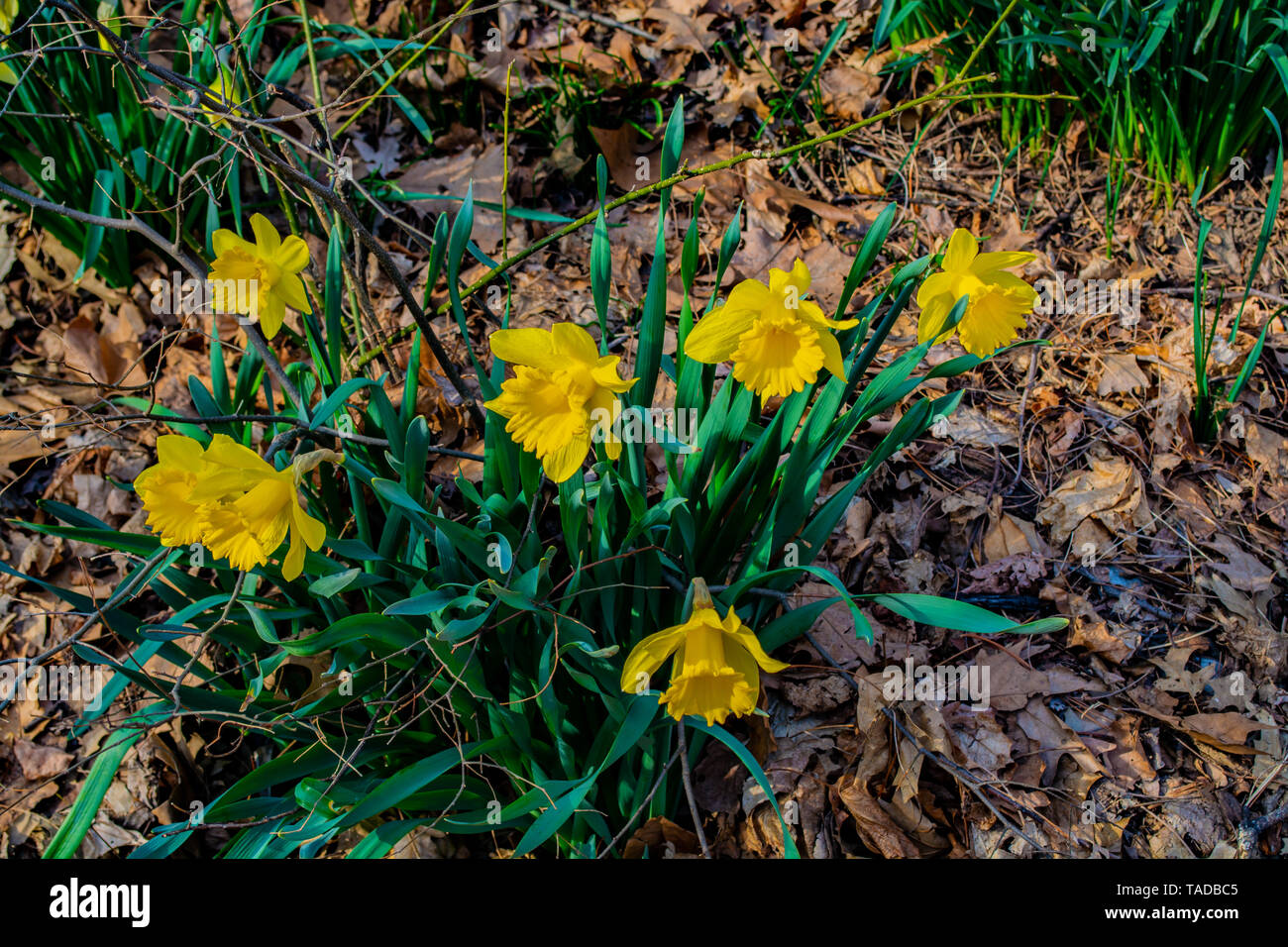 Narziss' Tete-a-Tete', Narzisse, gelbe Blumen im Park. Stockfoto