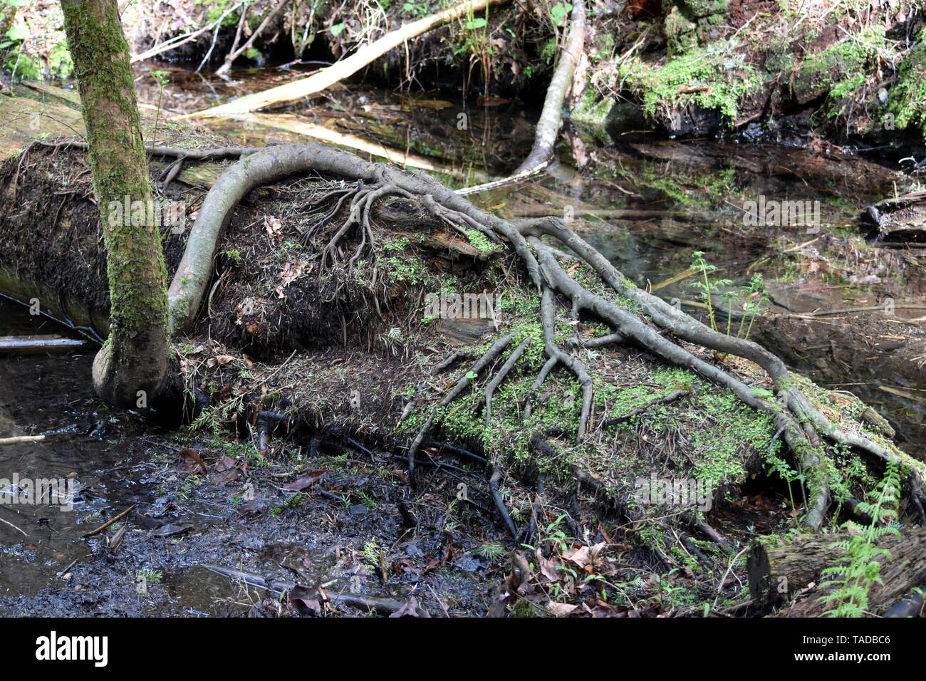 Foto von einem Baum in einem Regenwald in Kanada, das über der Erde wächst Stockfoto