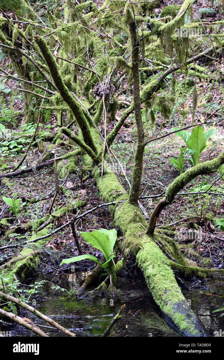 Foto von einem gefallenen Baum in Moss in einem Squamish BC Kanada Regenwald bedeckt. Stockfoto