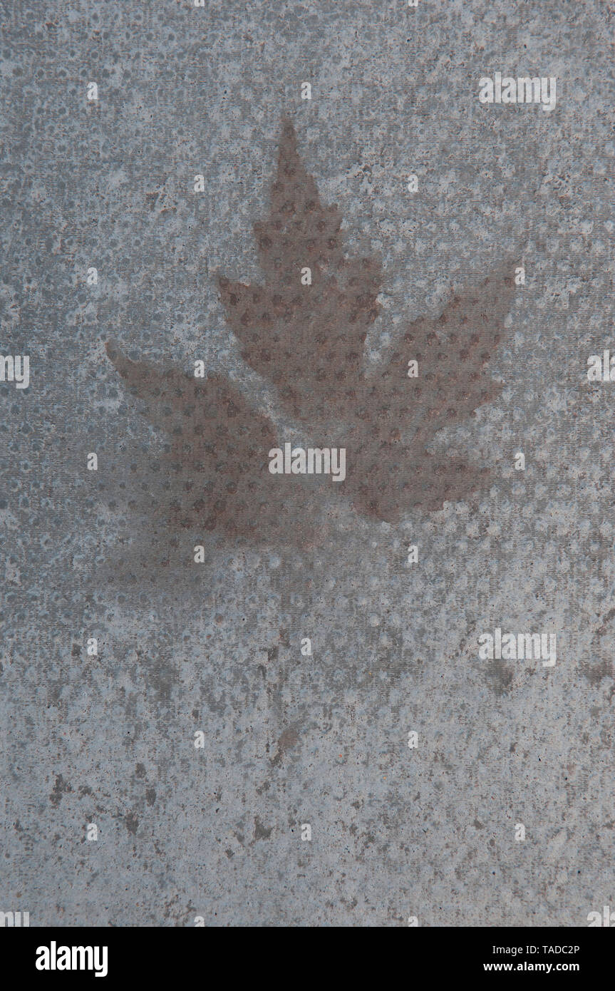 Ein Ghost Image von einer Platane Blatt auf einen Pflasterstein Platte Stockfoto