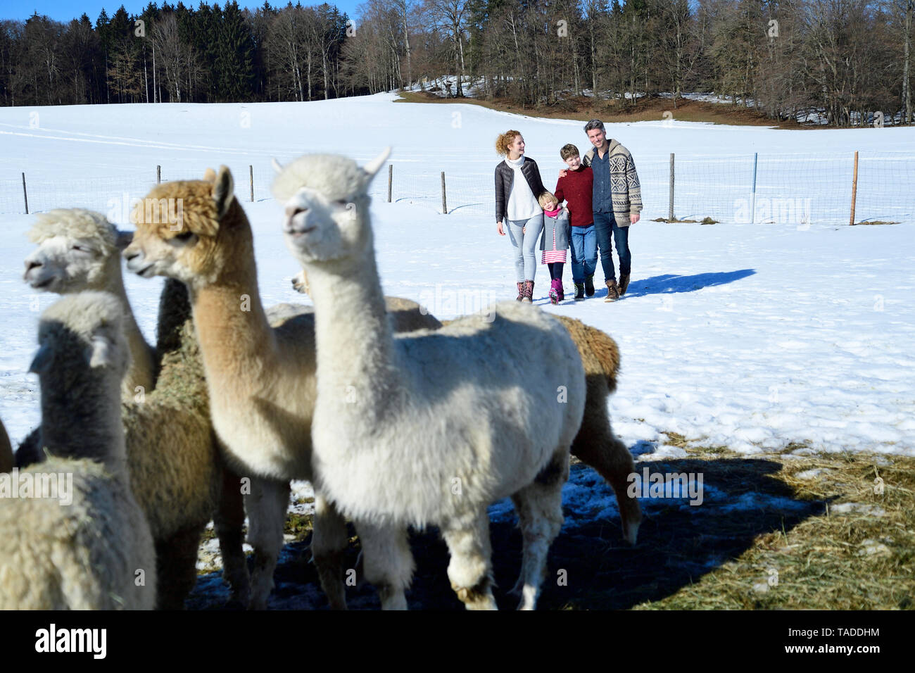 Familie zu Fuß auf einem Feld mit Alpakas im Winter Stockfoto