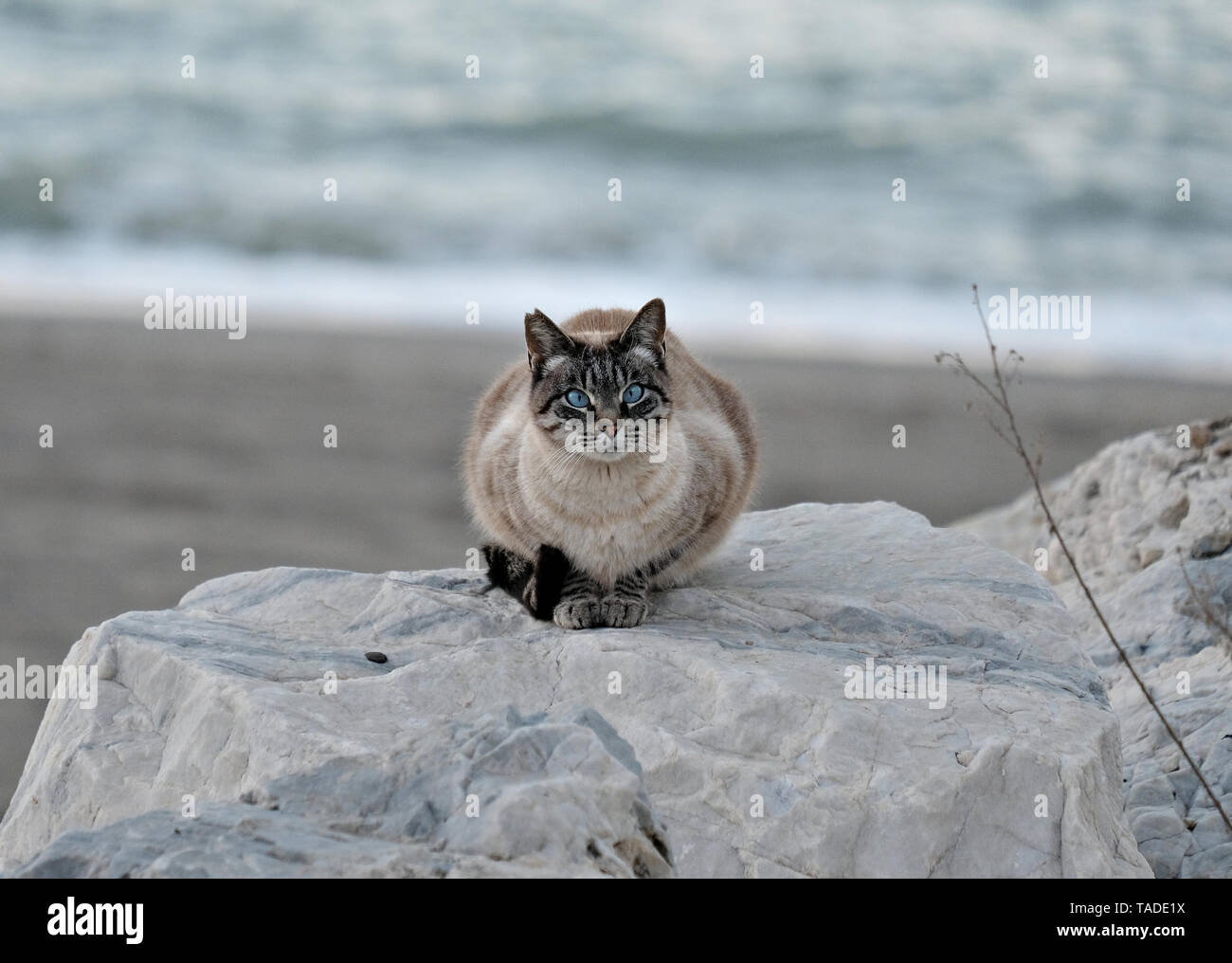 Katze mit blauen Augen sitzt auf einem Felsen am Meer Stockfoto