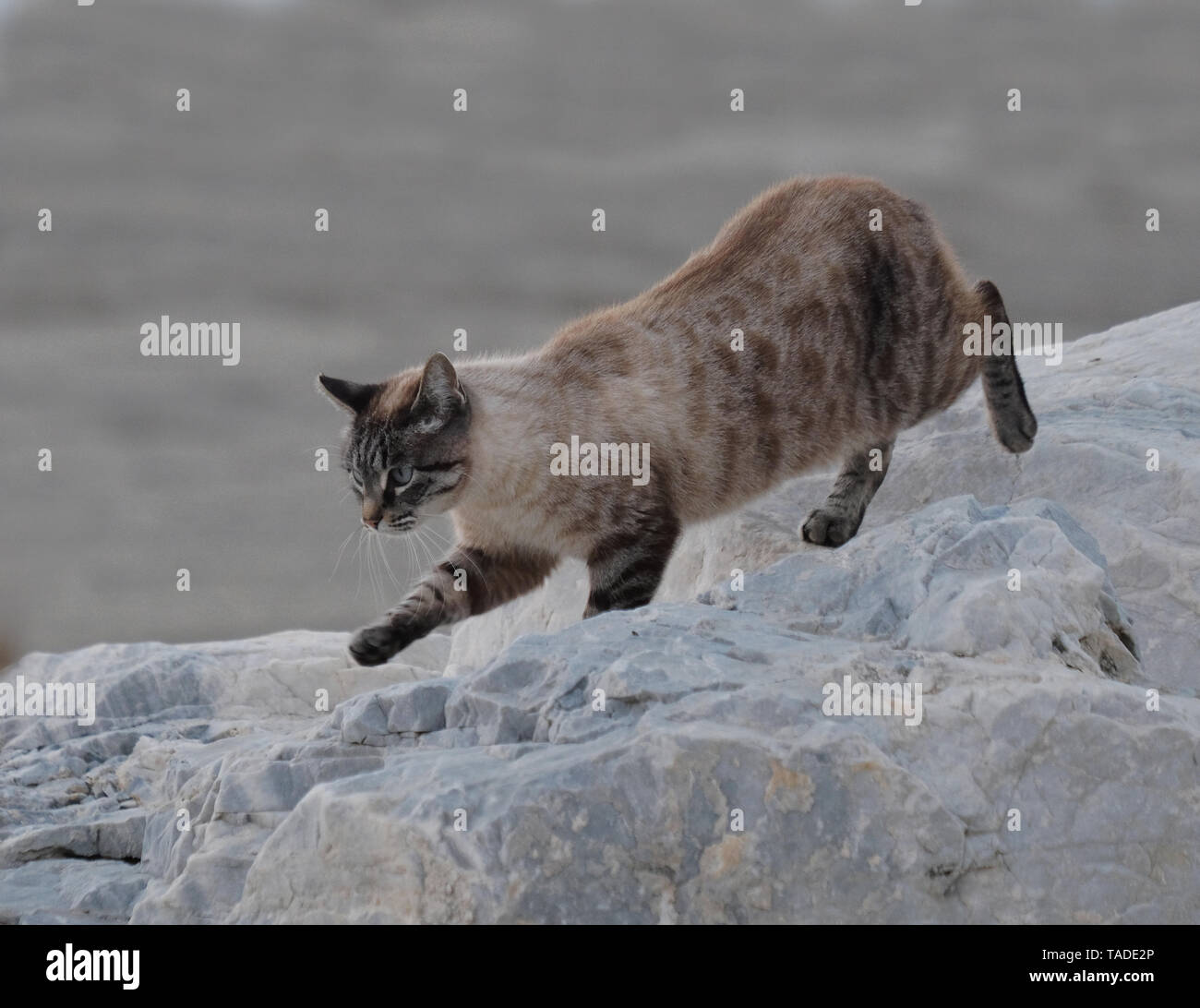 Katze mit blauen Augen spazieren auf einem Felsen am Meer Stockfoto