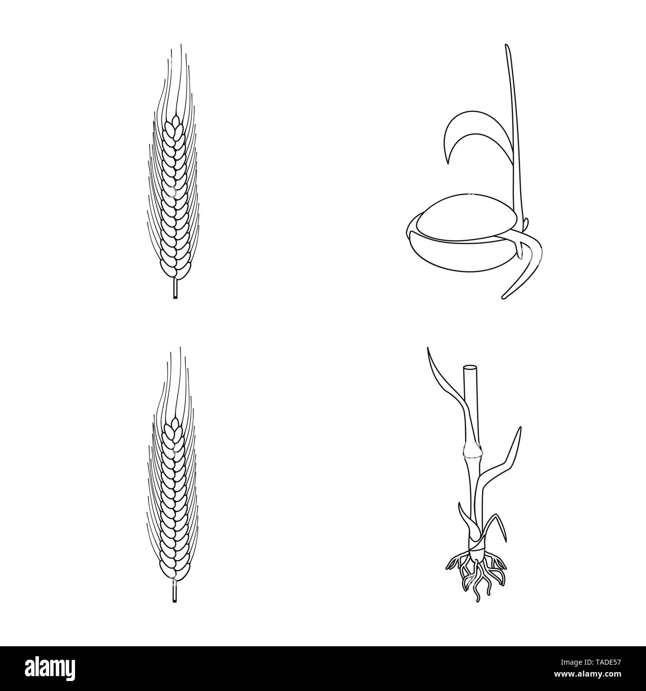 Same, Stengel, Winter, Wachsen, root, Durum, Stadien, Zuschneiden, Keimen, Maisfeld, Keimung, Zyklus, Stroh, Prozess, Grün, Wachstum, Wiese, Plantation, Blätter, ländlichen, Evolution, Frühling, Spike, Sämling, Boden, Landwirtschaft, Landwirtschaft, Roggen, Weizen, Mais, Getreide, Ernte, Bauernhof, Feld, Set, Vector, Icon, Illustration, isoliert, Sammlung, Design, Element, Grafik, Zeichen, Outline, Linie Vektor Vektoren, Stock Vektor