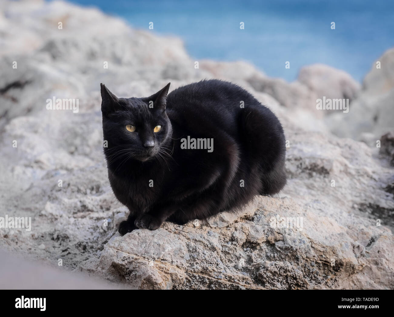 Schwarze Katze sitzt auf Felsen am Meer Stockfoto