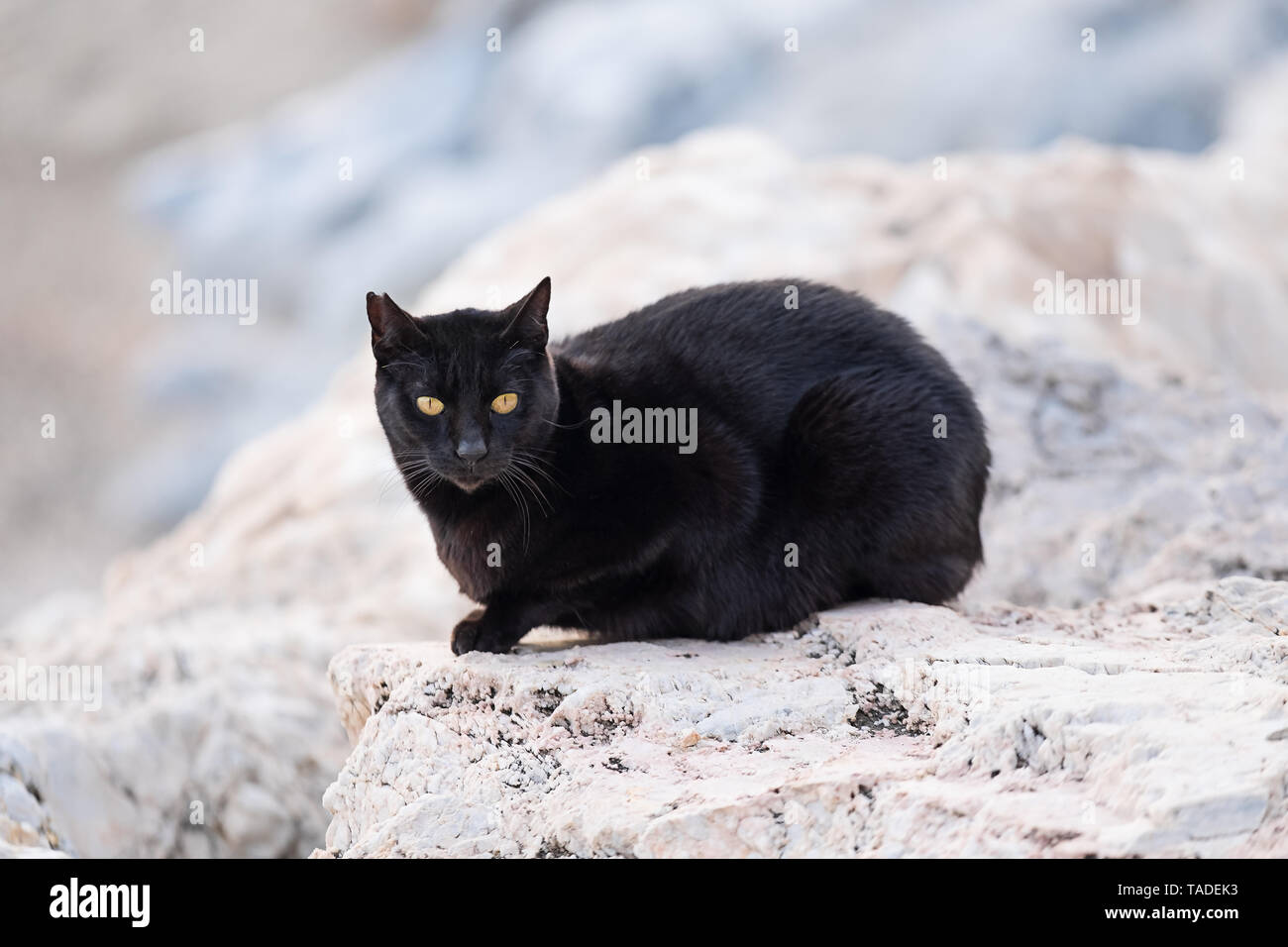 Schwarze Katze sitzt auf Felsen am Meer bei Camera suchen Stockfoto
