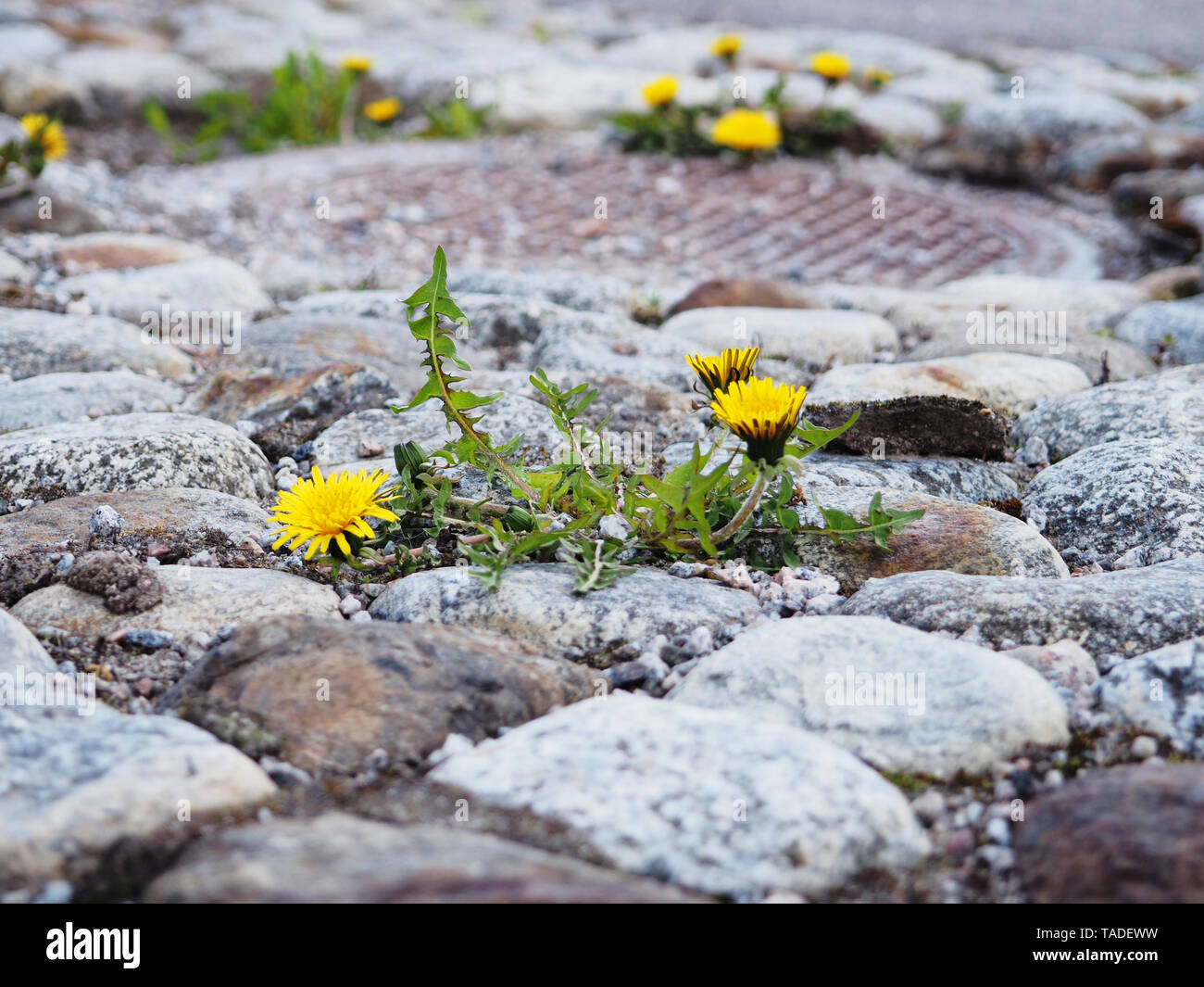 Gelbe Blüte der Pflanze Löwenzahn Taraxacum officinale aka Gemeinsame Löwenzahn wächst zwischen Steinplatten. Stockfoto