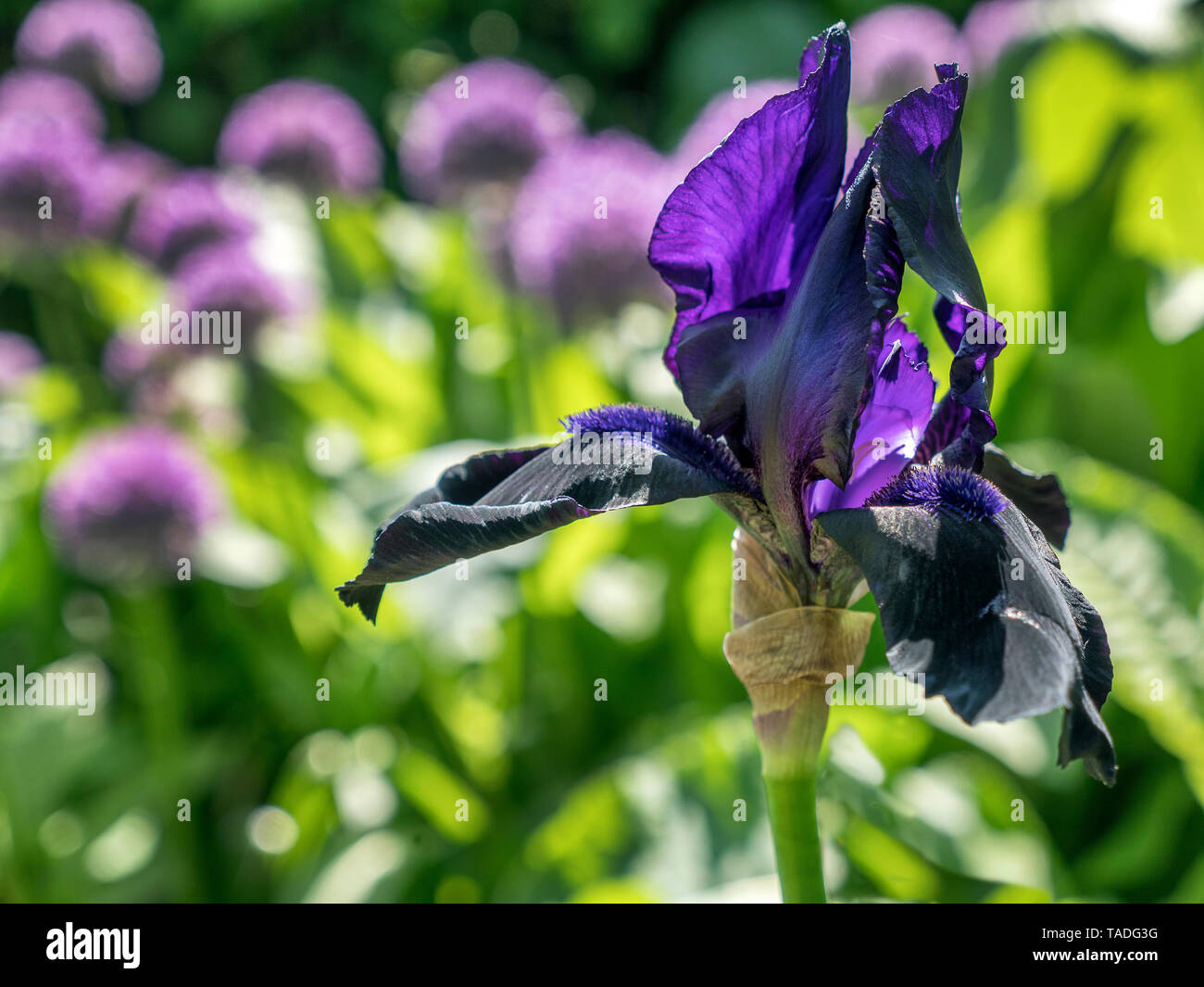 Purple Iris im Boarder mit Allium Globemaster. Stockfoto