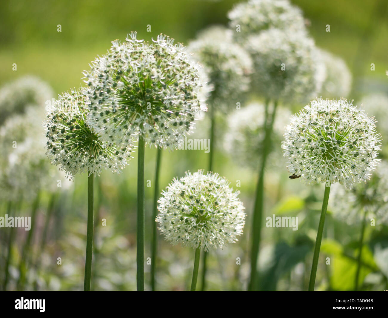 Weiße Riese alliums Blüte im Frühjahr Boarder Stockfoto