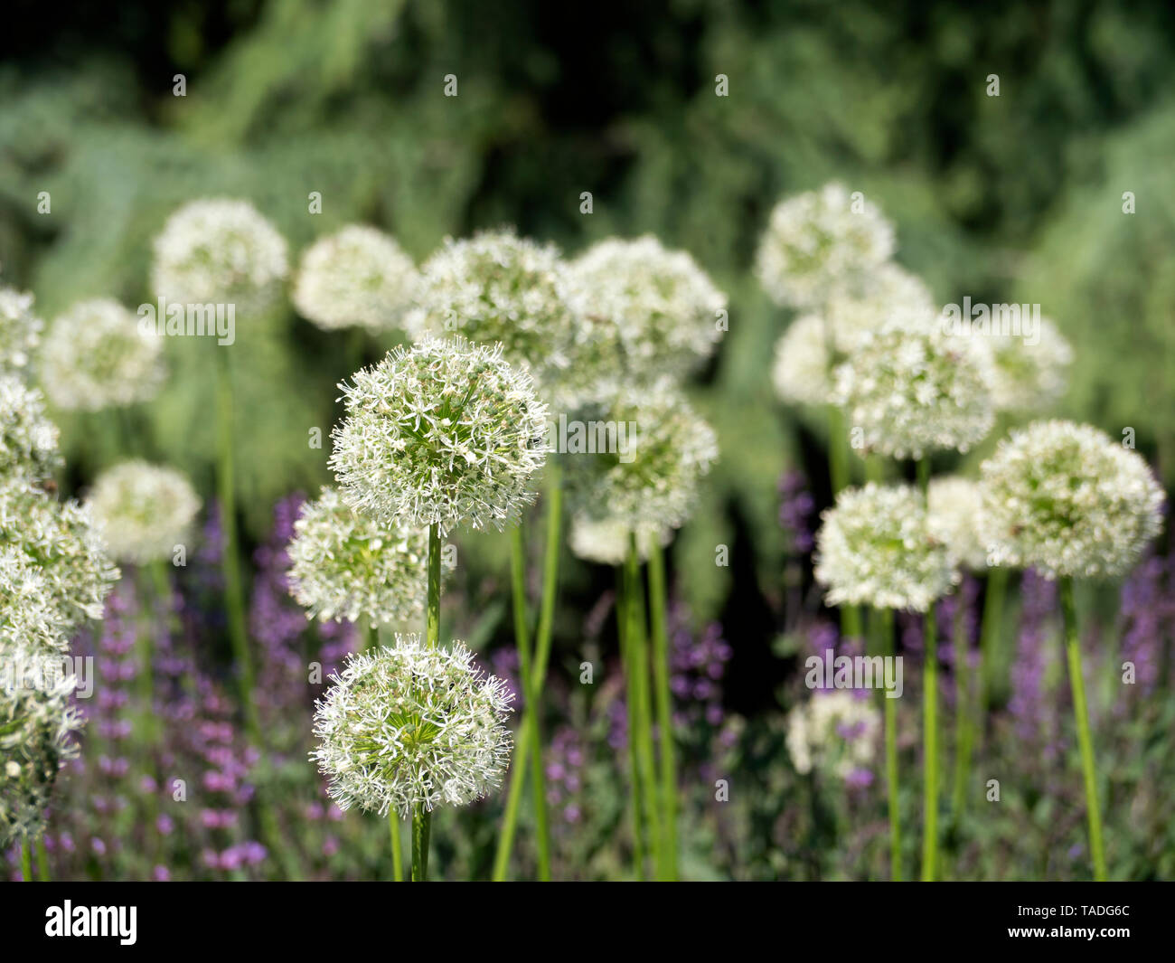 Weiße Riese Alliums Blüte im Frühjahr Boarder Stockfoto