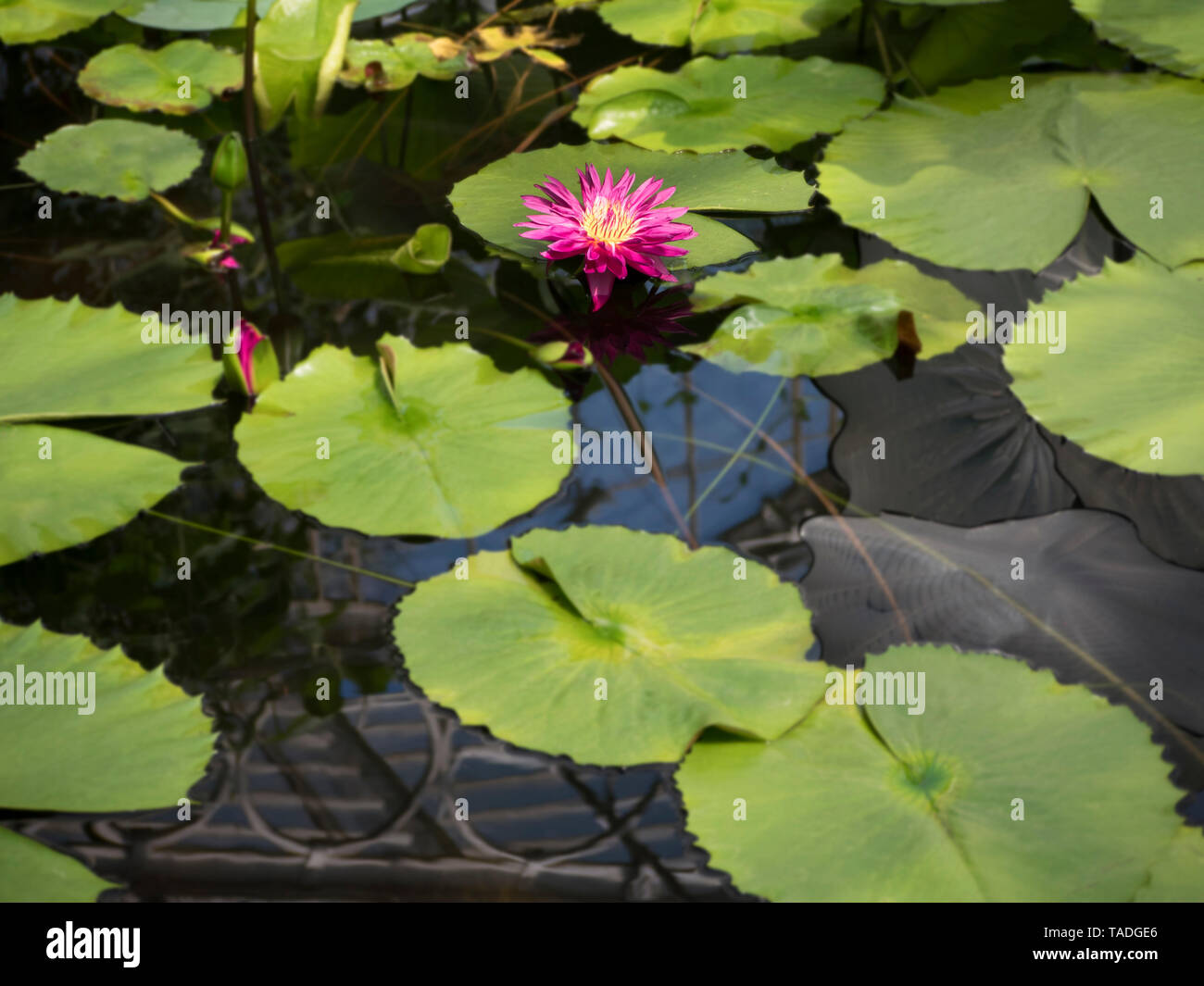 Water Lilly "Bulls Eye" in der Blüte. Stockfoto