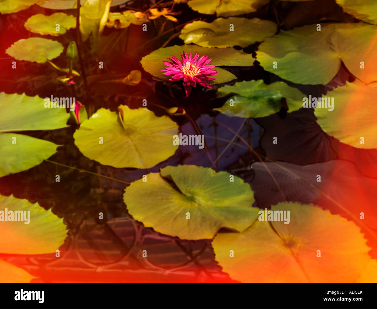 Water Lilly "Bulls Eye" in der Blüte. Stockfoto