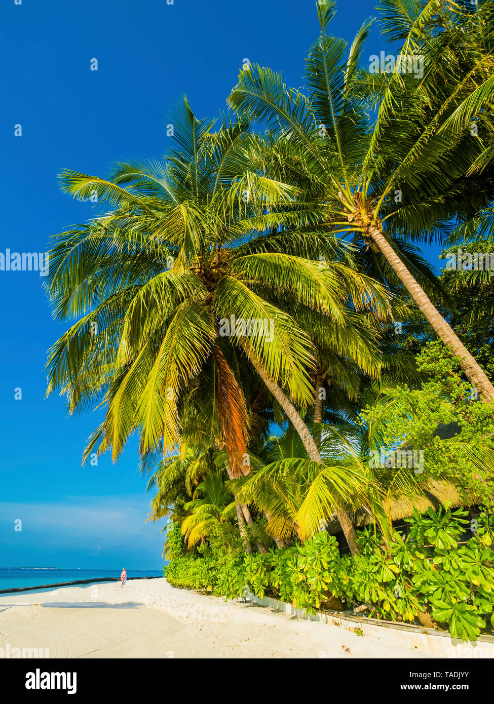 Malediven, Ross Atoll, Strand Stockfoto