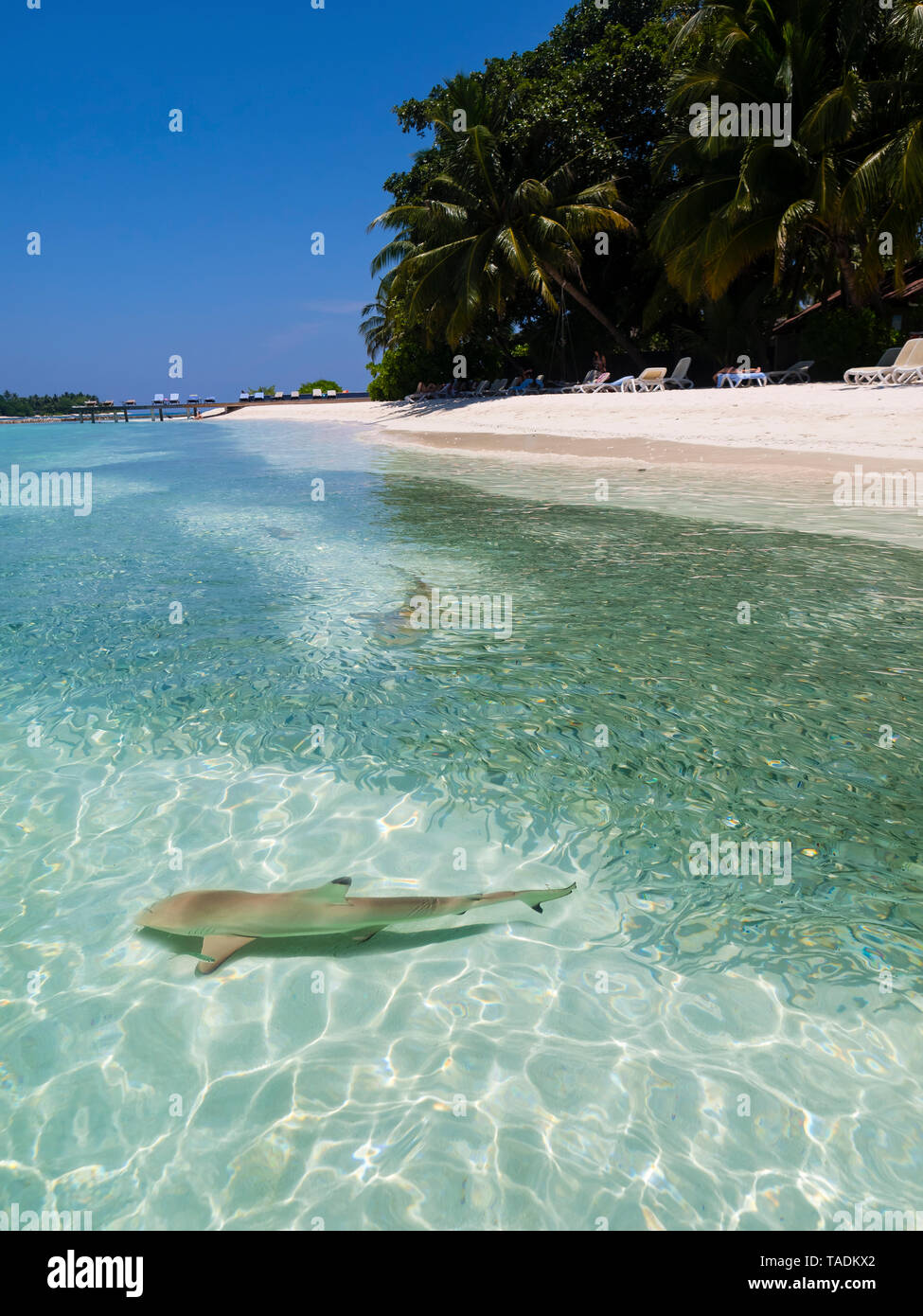 Malediven, Ross Atoll, Lagune mit Sardinen und Jagd Schwarzspitzen Riffhaie Stockfoto