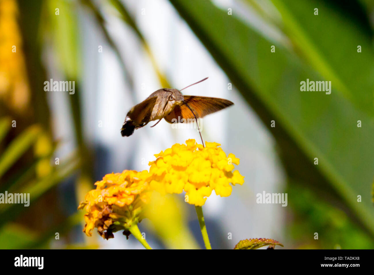 Hummingbird Hawk-moth auf Lantana camara Blume Stockfoto