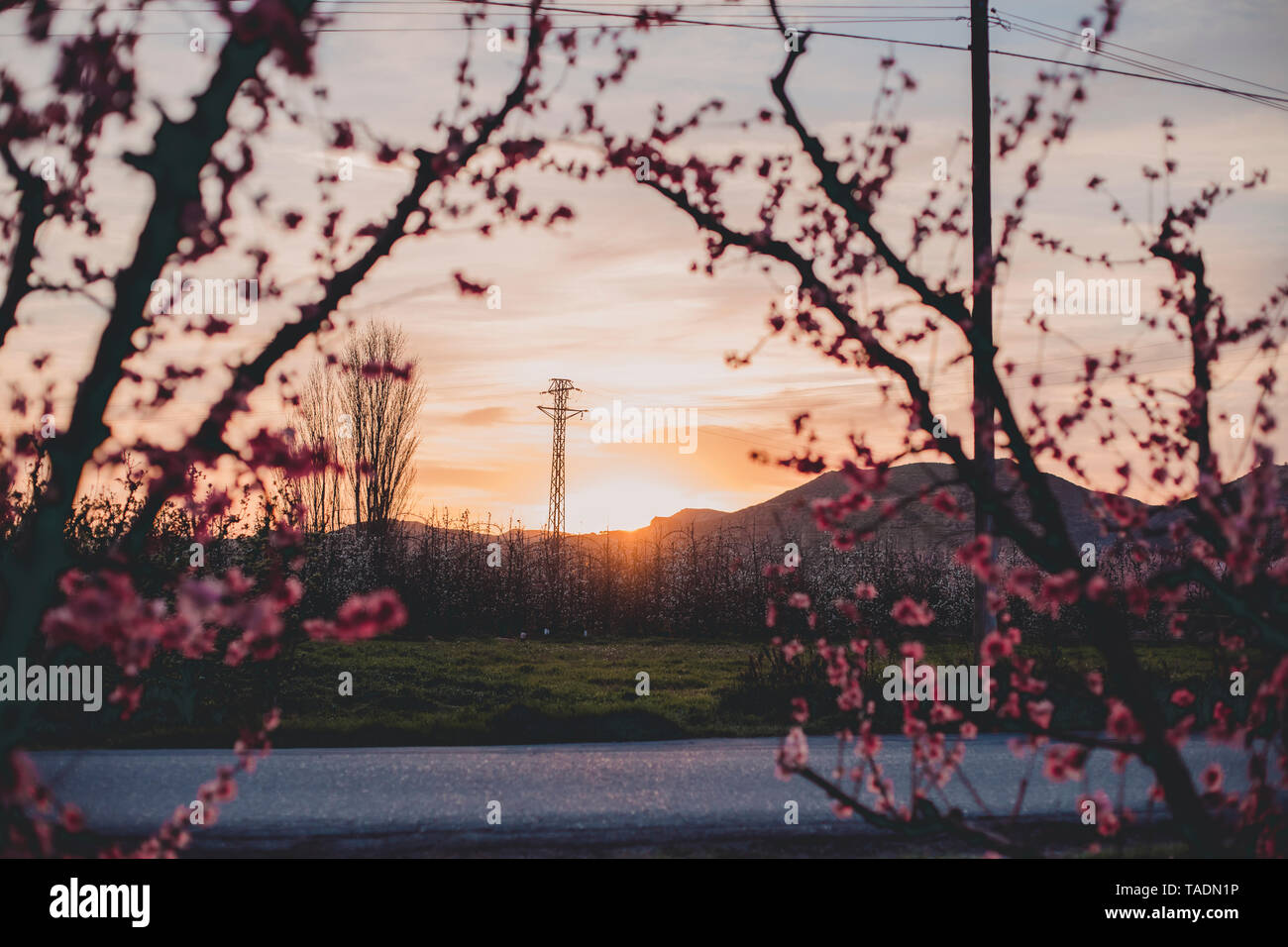 Spanien, Lleida, Sonnenuntergang bei Peach Blossom Stockfoto