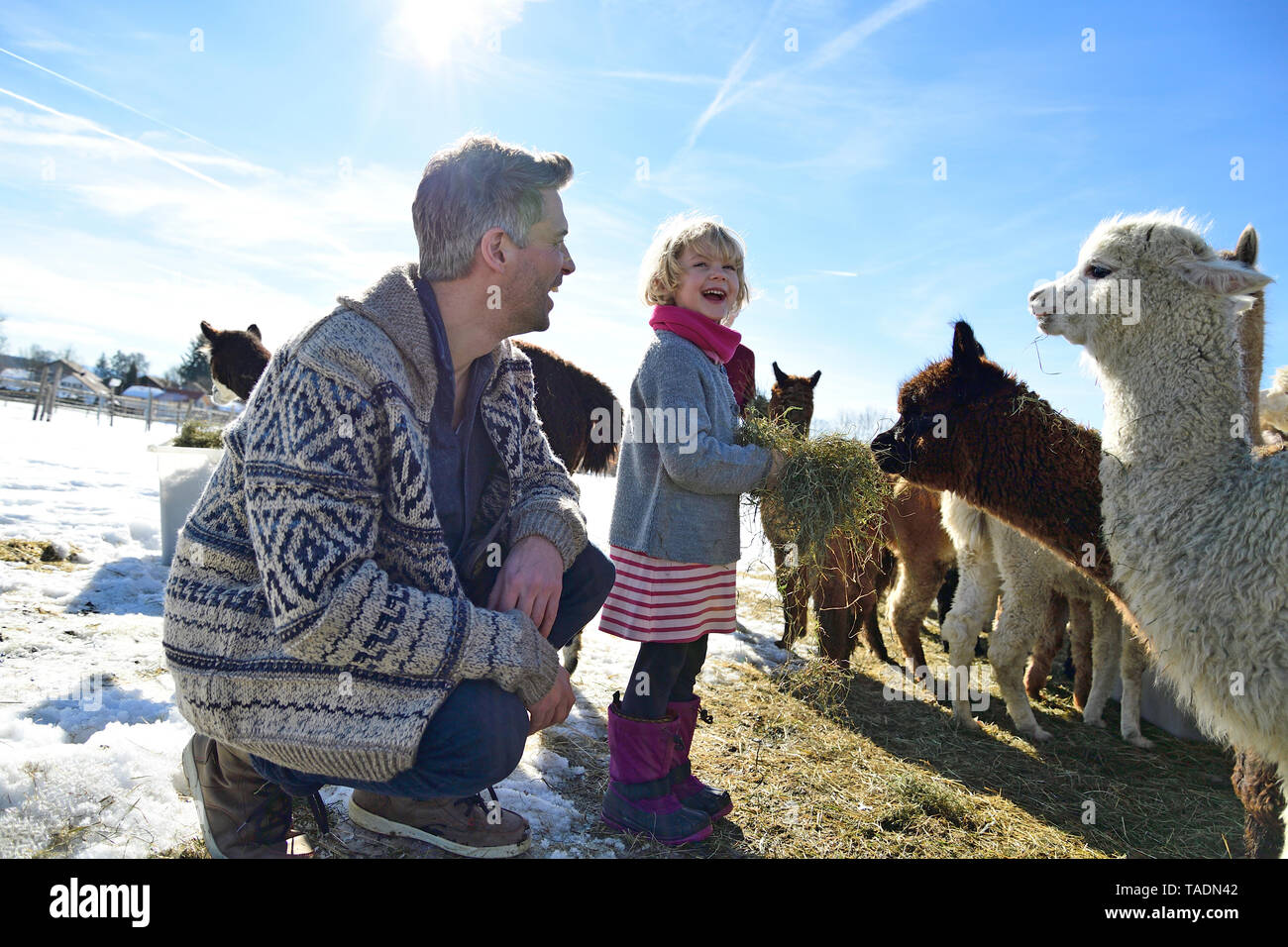 Gerne Vater und Tochter Alpakas Fütterung mit Heu auf einem Feld im Winter Stockfoto