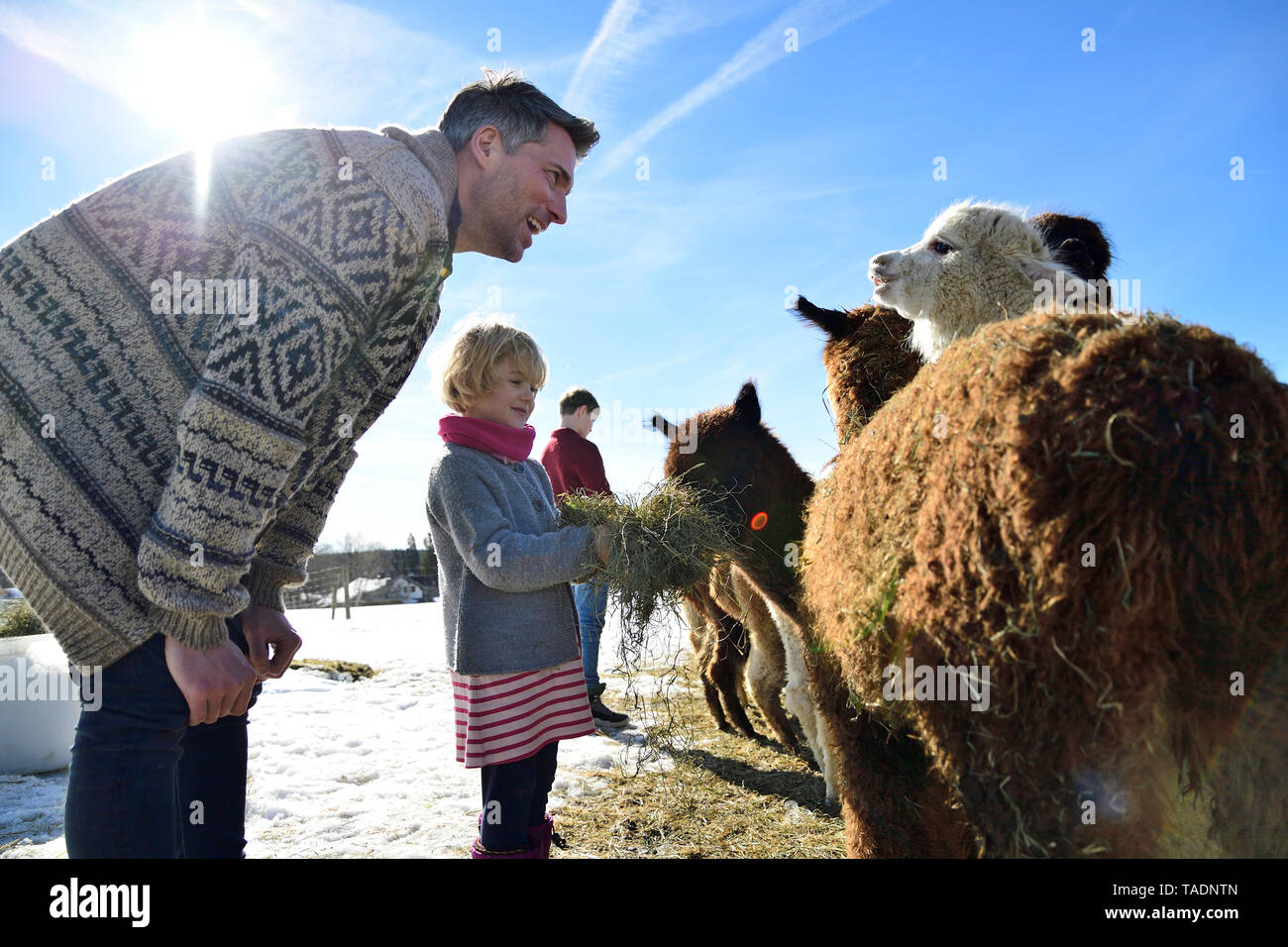 Vater und Tochter Alpakas Fütterung mit Heu auf einem Feld im Winter Stockfoto