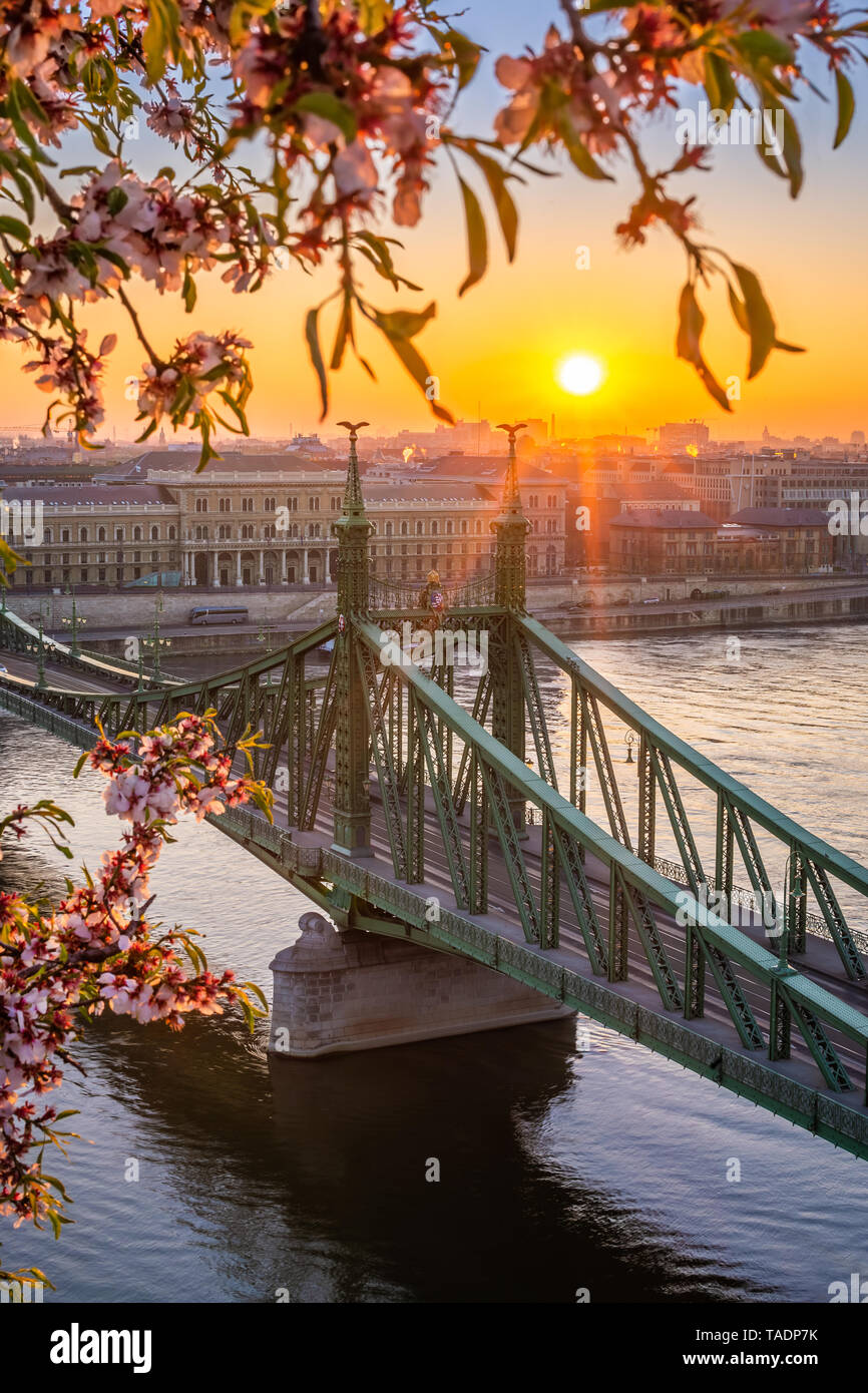 Budapest, Ungarn - Frühling in Budapest mit schönen Freiheit Brücke über die Donau mit der aufgehenden Sonne und Kirschblüte im Vordergrund Stockfoto