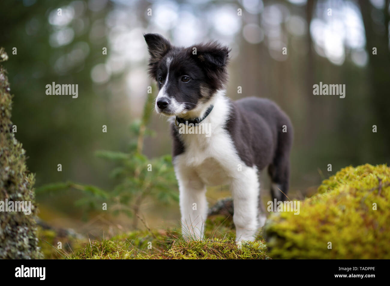Portrait von Border Collie Welpen im Wald Stockfoto