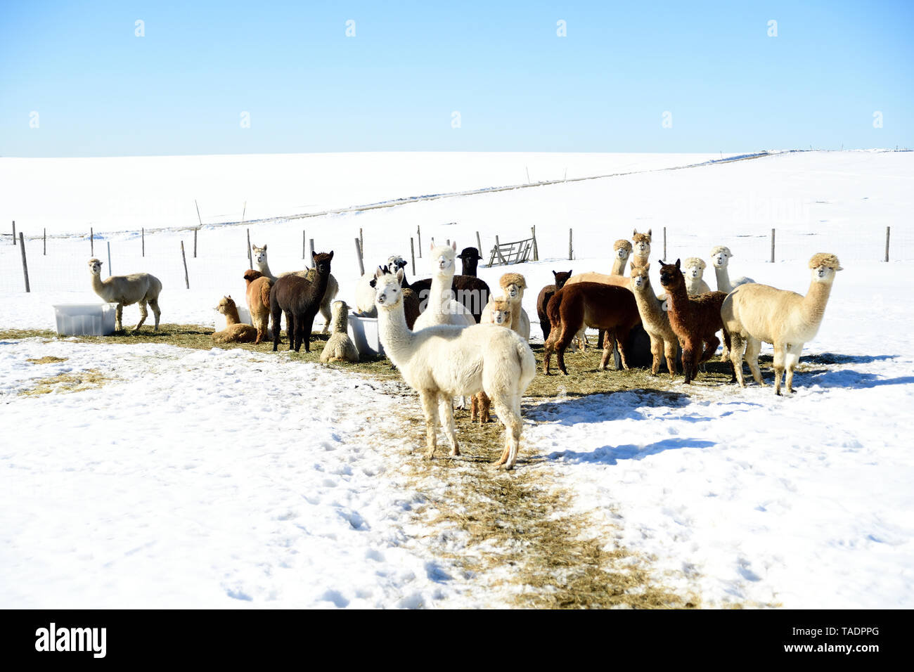 Herde von alpakas im Winter Stockfoto