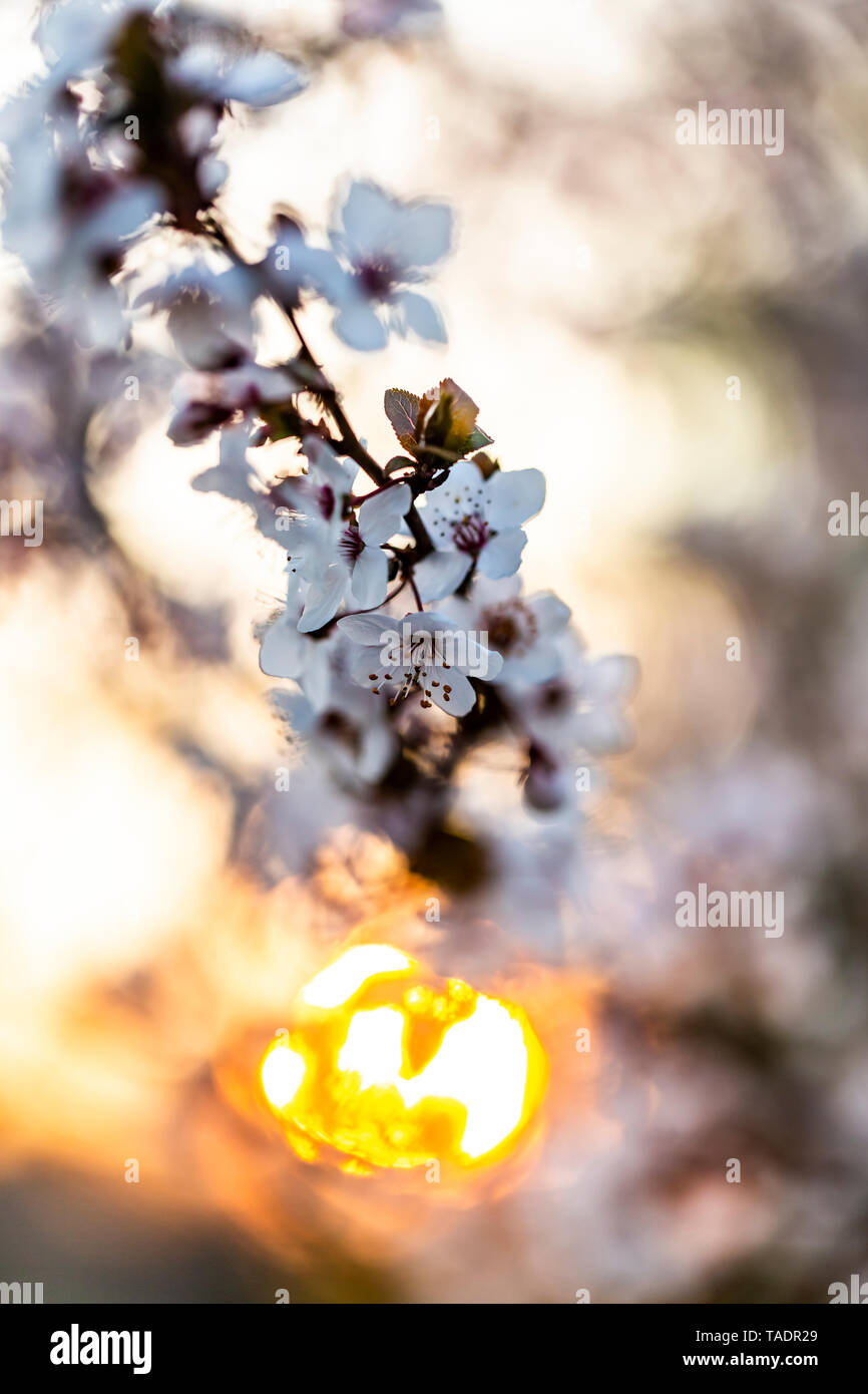 Blüten Cherry Plum bei Sonnenuntergang Stockfoto