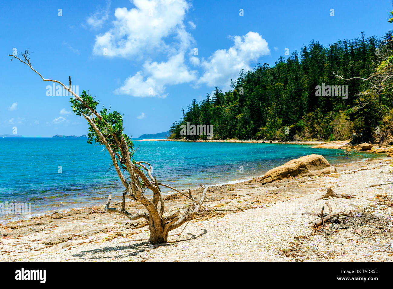 Australien, Queensland Whitsunday Island, Landschaft mit Baum am Strand Stockfoto