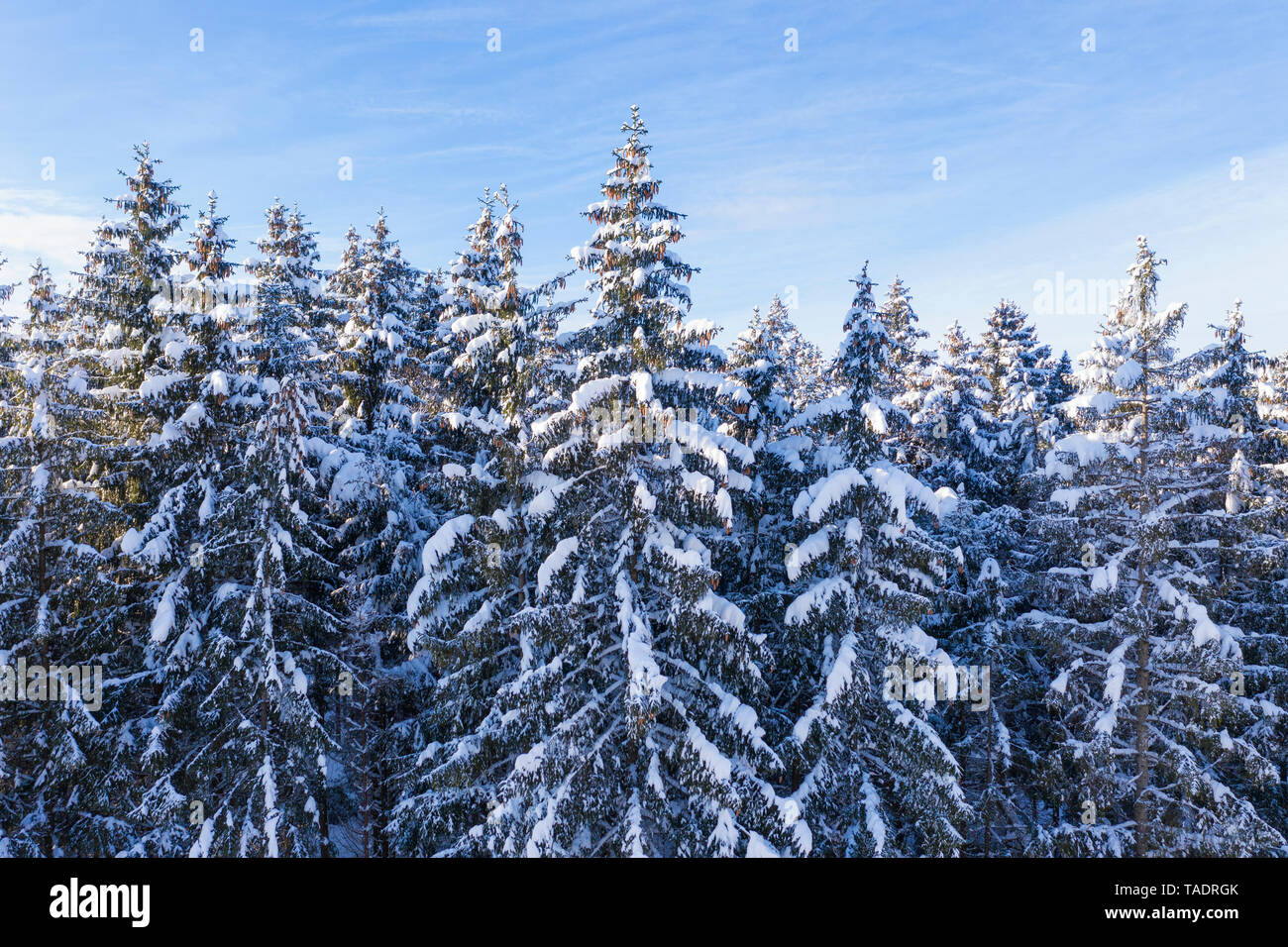 Deutschland, Bayern, verschneiten Wald Fichte Stockfoto