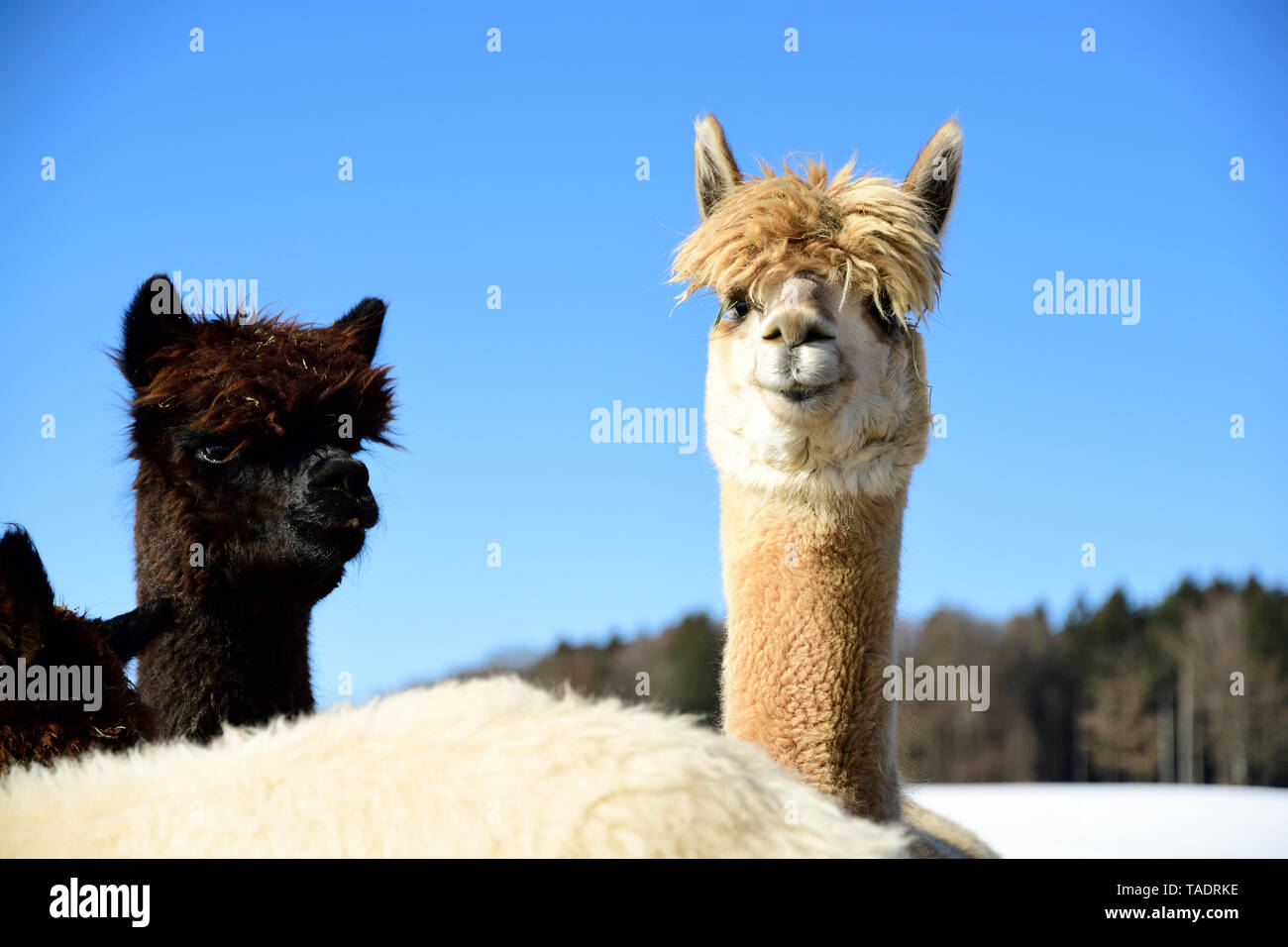 Porträt von zwei alpakas im Winter Stockfoto