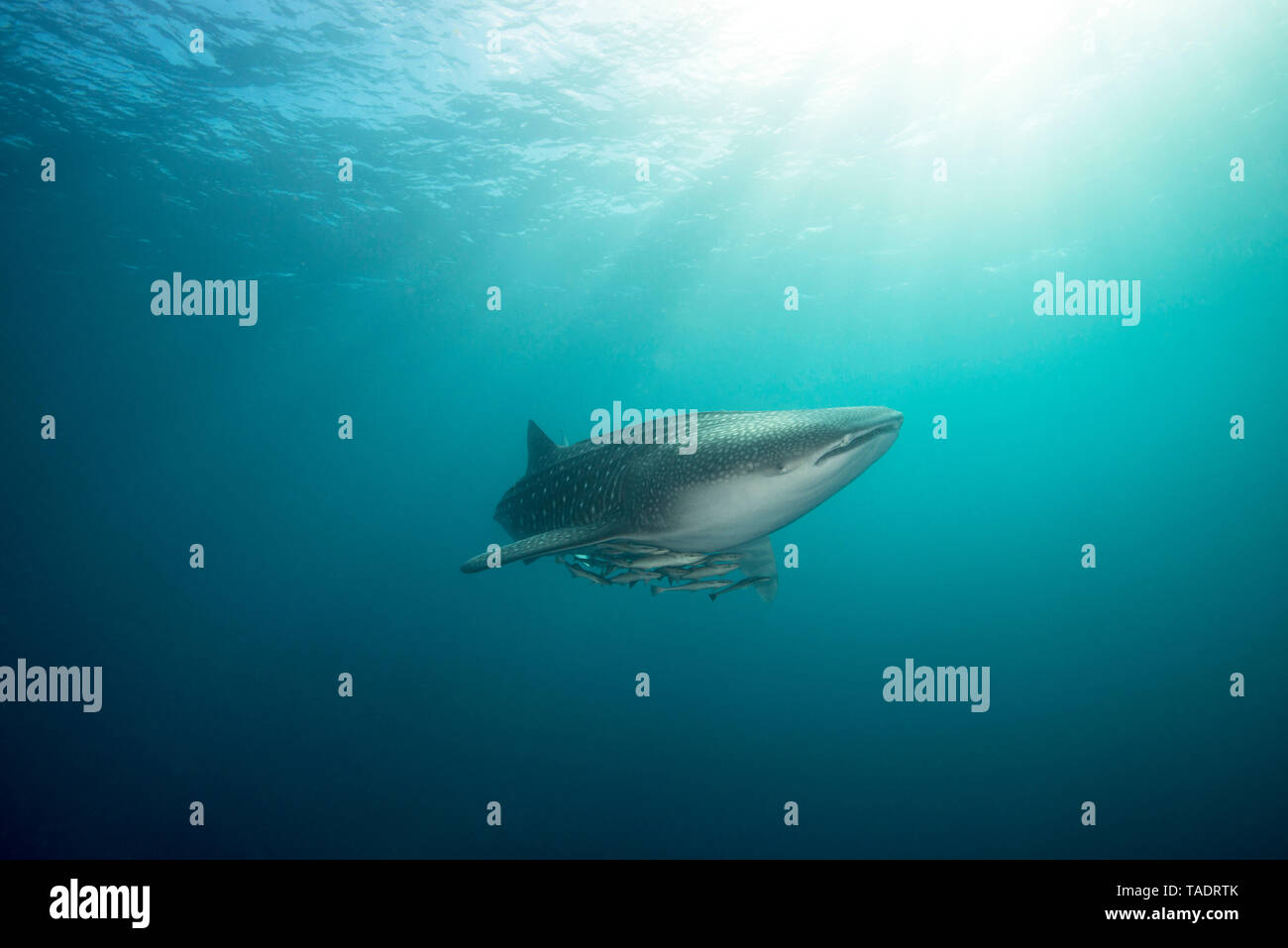 Walhai mit cleaner Fisch Stockfoto