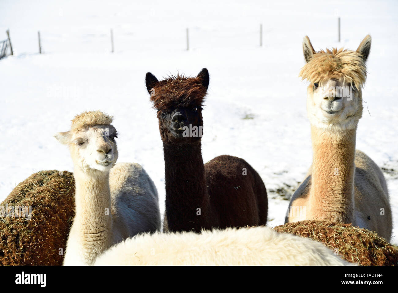 Portrait von Herde von alpakas im Winter Stockfoto