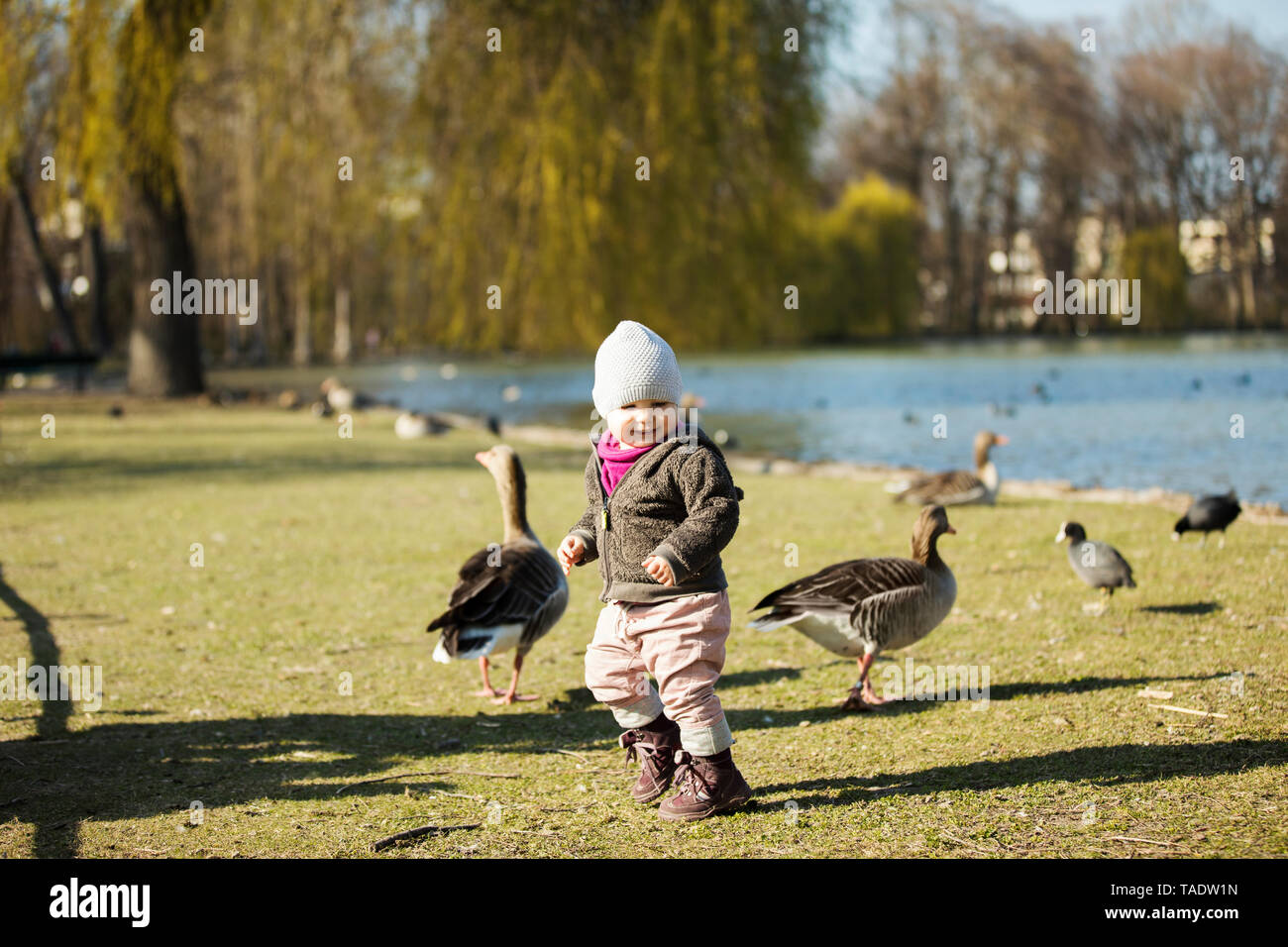 Kleinkind Mädchen spielen mit Gänse an einem Teich im Park Stockfoto