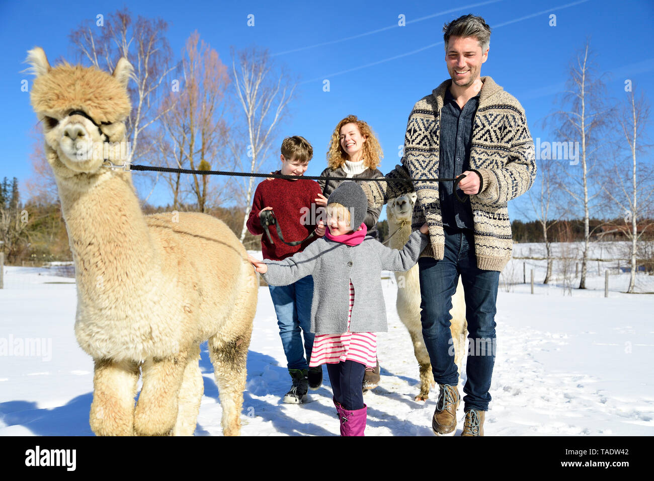 Familie wandern mit Alpaka auf einem Feld im Winter Stockfoto