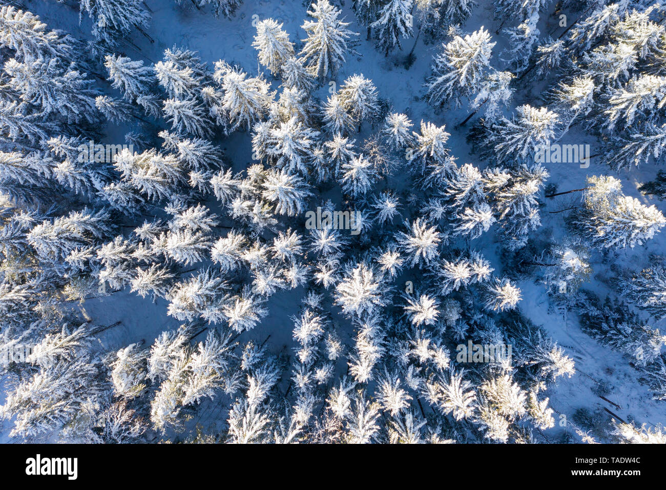 Deutschland, Bayern, Luftaufnahme über verschneite Wald Fichte Stockfoto