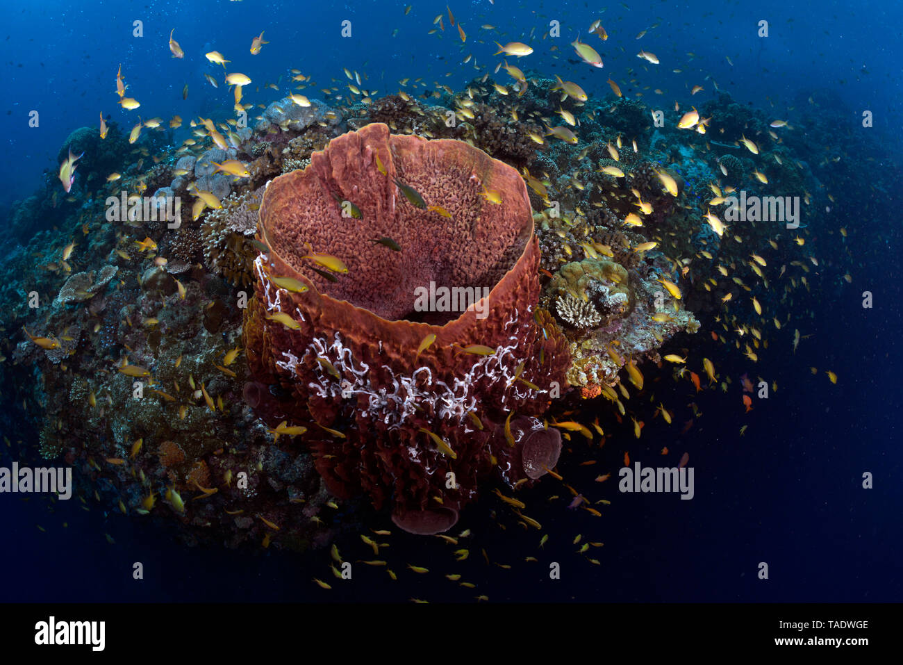Fische um einen braunen Vase schwamm, Callyspongia Stockfoto