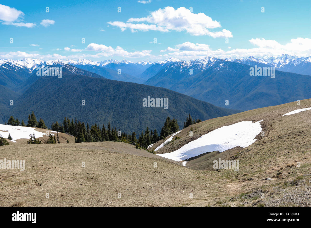 Hurricane Ridge, Olympic Nationalpark, Washington Stockfoto