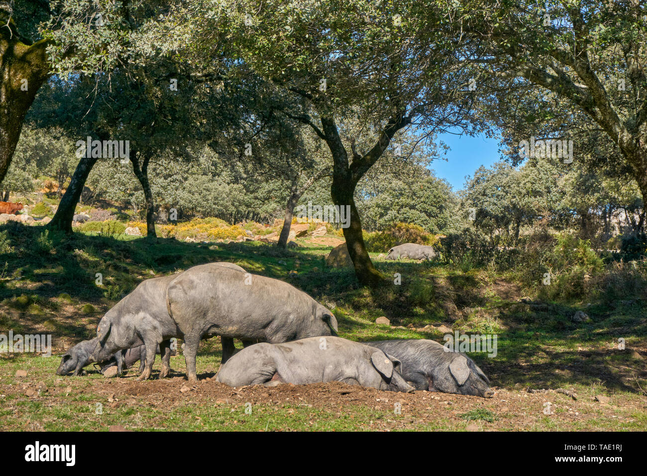 Herde von iberischen Schweinen, die in der Sierra de Grazalema, Cadiz. Spanien Stockfoto