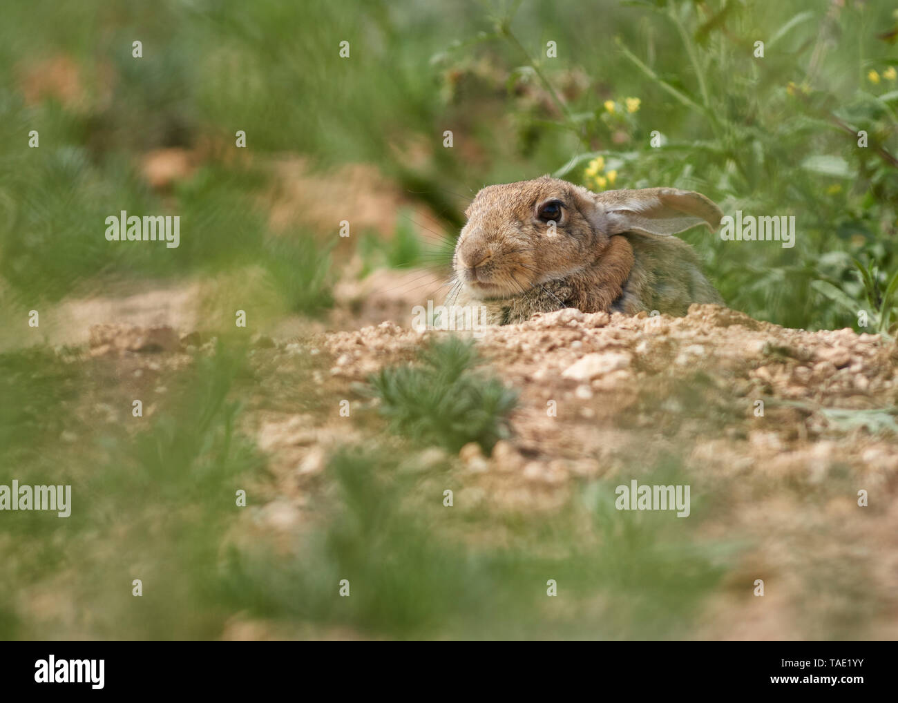 Gemeinsame oder Europäischen Kaninchen (Oryctolagus cuniculus), Andalusien. Spanien Stockfoto