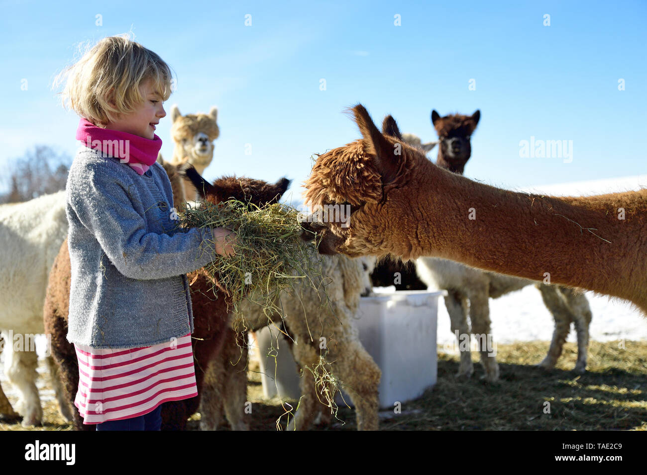 Mädchen Fütterung Alpakas mit Heu auf einem Feld im Winter Stockfoto