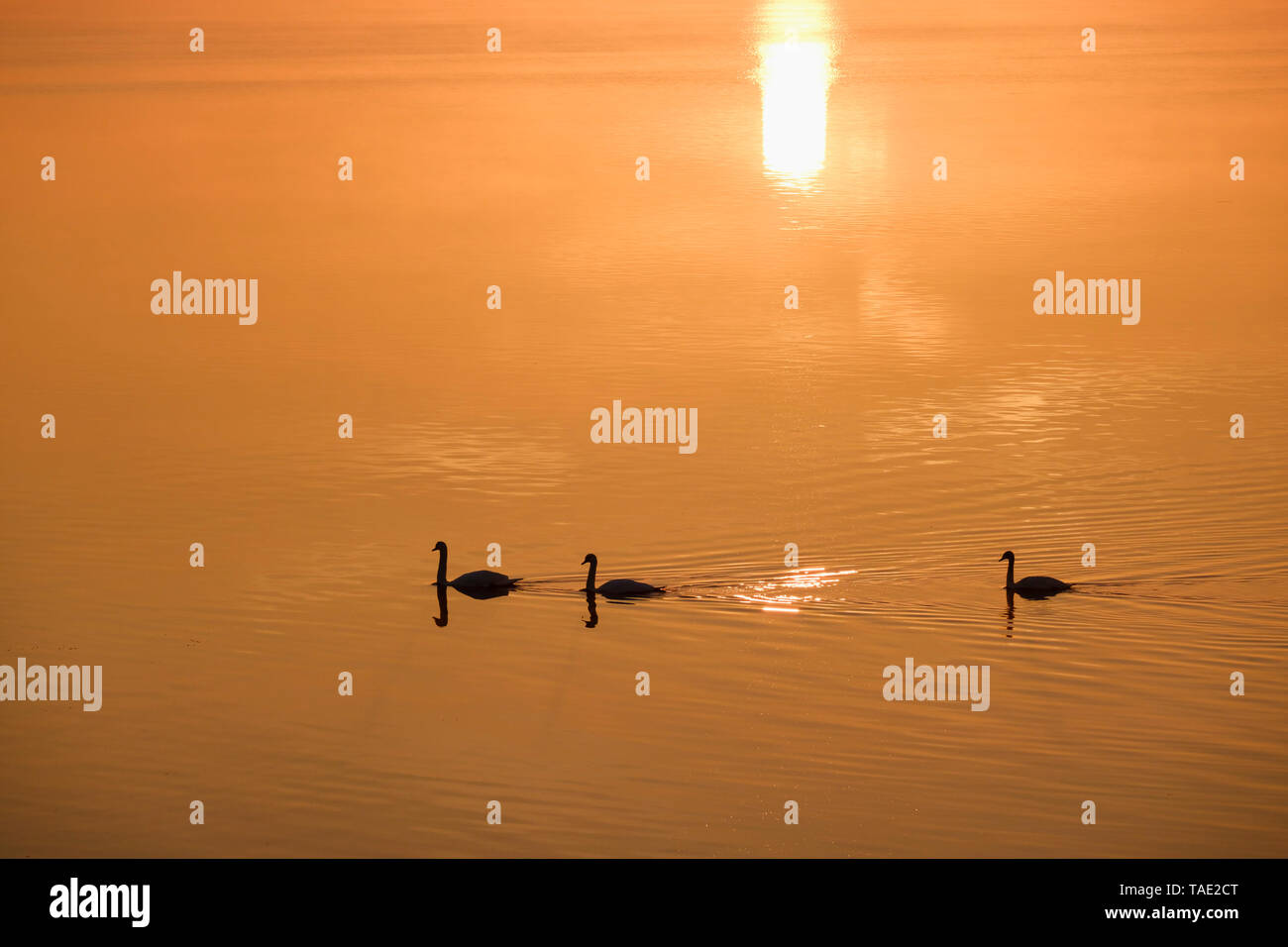 Deutschland, Bayern, Höckerschwäne auf Ismaning Reservoir, sunrise Stockfoto