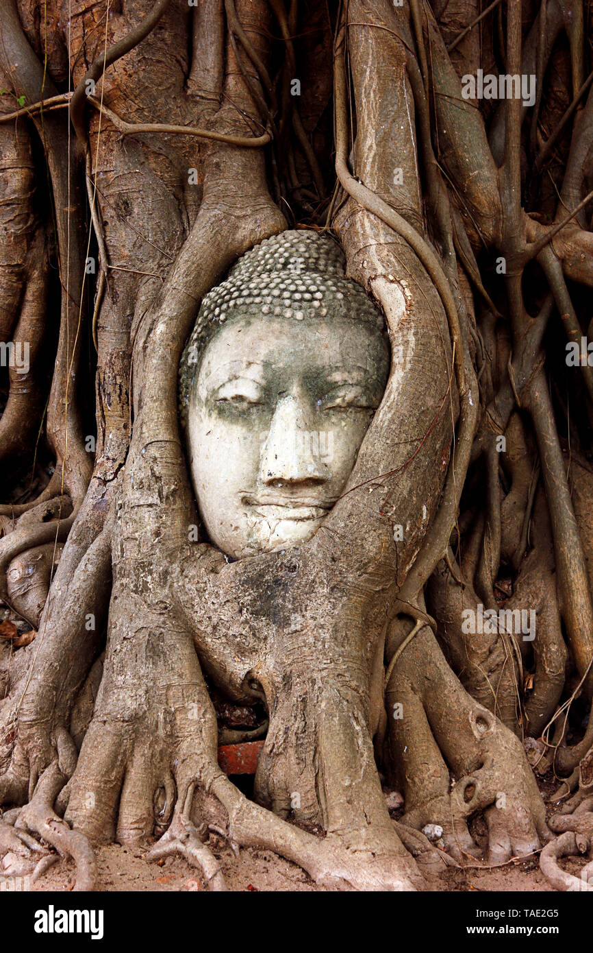 Buddha head Skulptur in den Wurzeln einer großen Baum im Wat Mahathat gefangen. Ayutthaya Historical Park Thailand. Stockfoto