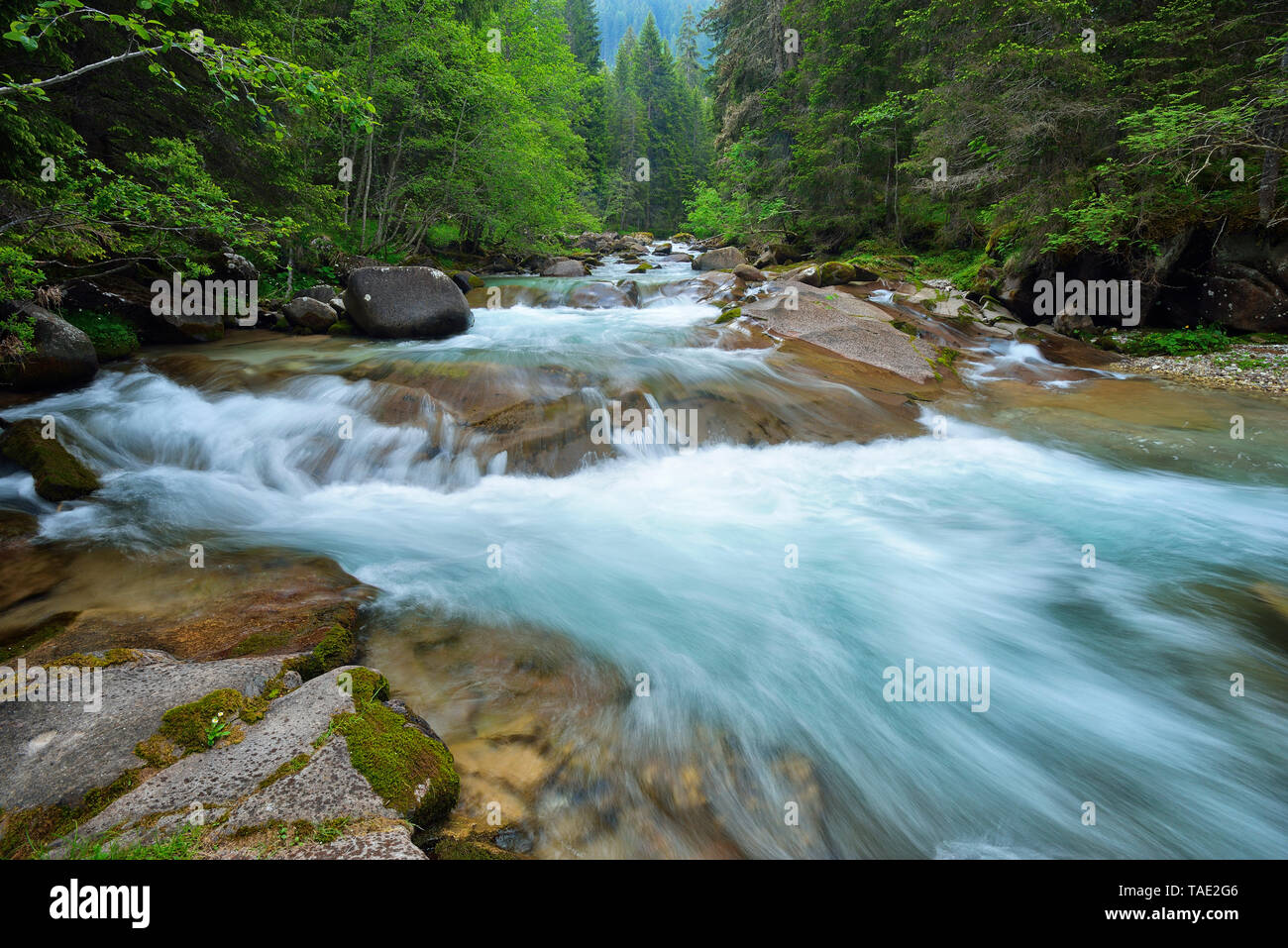 Italien, Trentino, Travignolo Fluss, Parco Naturale Paneveggio Pale di San Martino, Val di Fiemme Stockfoto