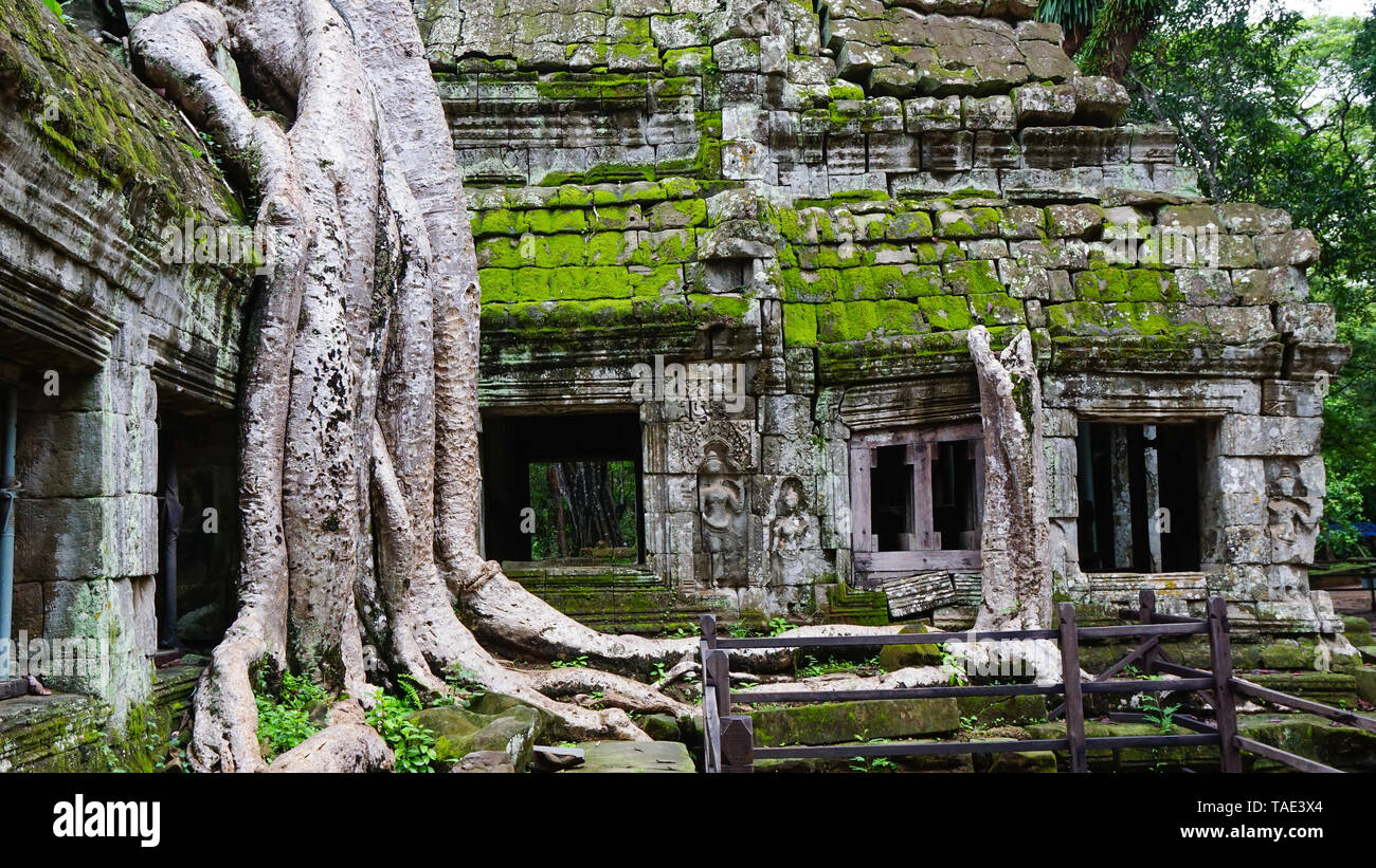 Massive Tree root wachsen auf einer der am meisten besuchten Sehenswürdigkeiten berühmt-Ta Prohm Tempel (Angkor Wat, Siem Reap, Kambodscha), Stockfoto